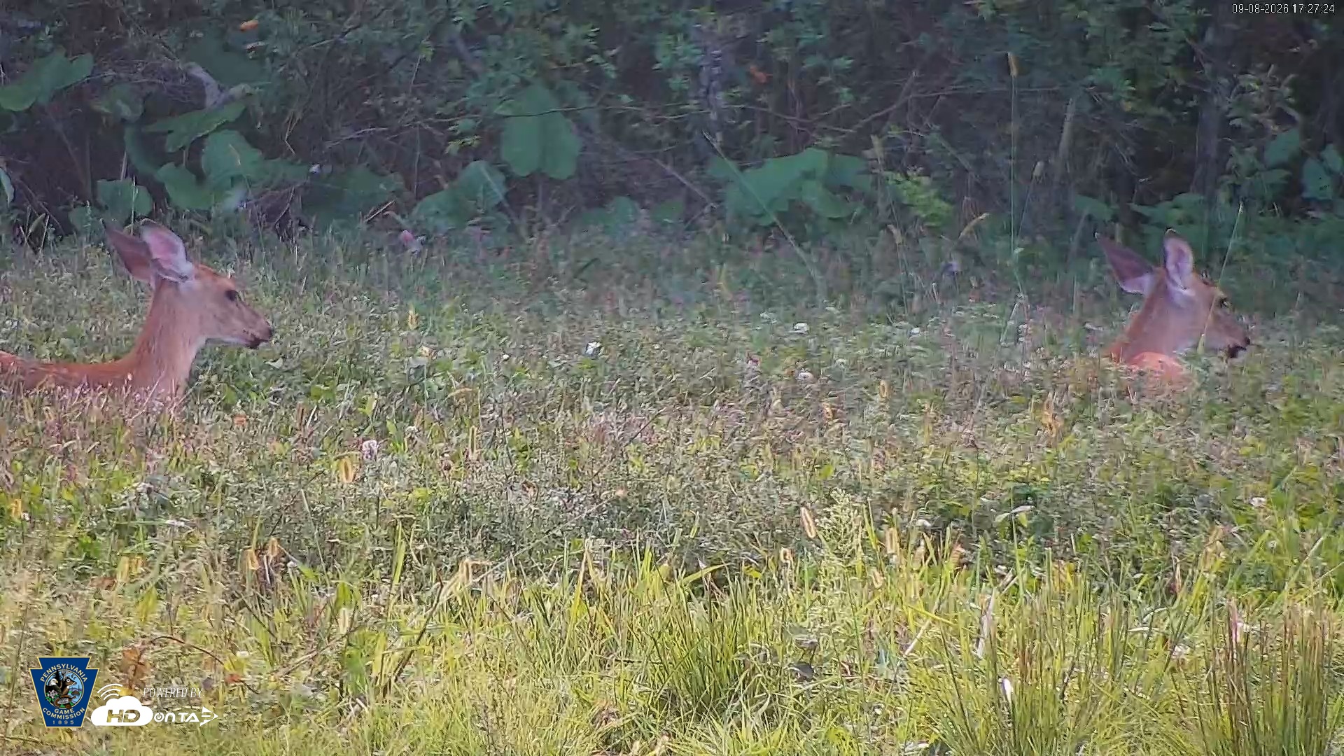 Snapshot of Pennsylvania Elk Live Webcam taken Sep 8, 2026, 5:28pm EDT