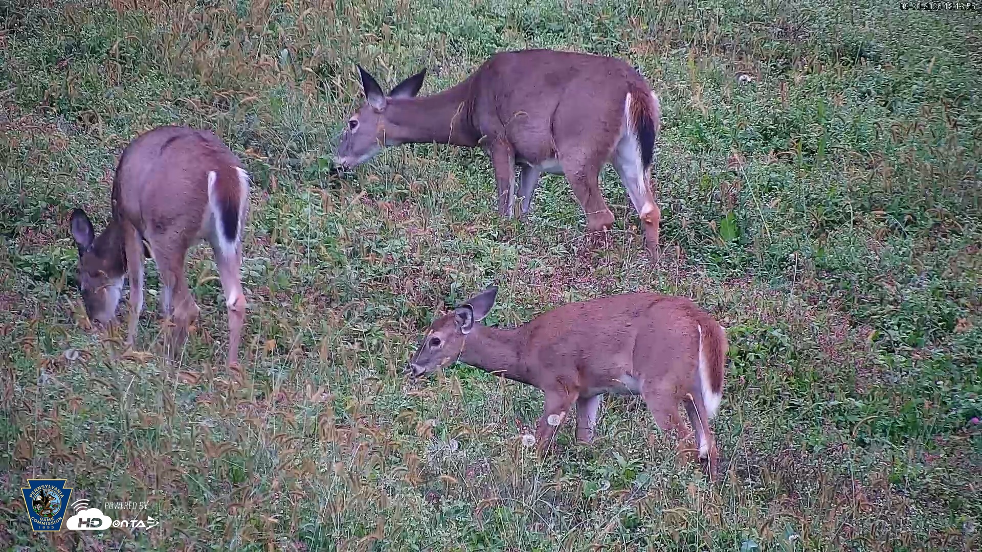 Snapshot of Pennsylvania Elk Live Webcam taken Sep 30, 2026, 6:15pm EDT