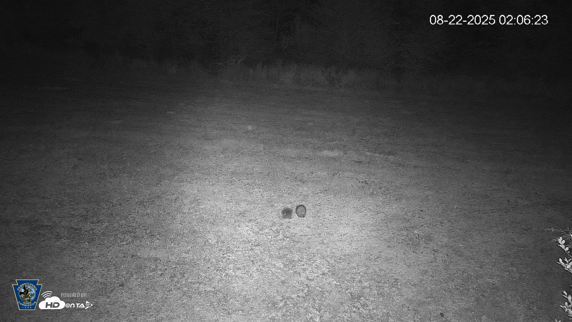 Snapshot of Pennsylvania Elk Live Webcam taken Aug 22, 2025, 2:07am EDT