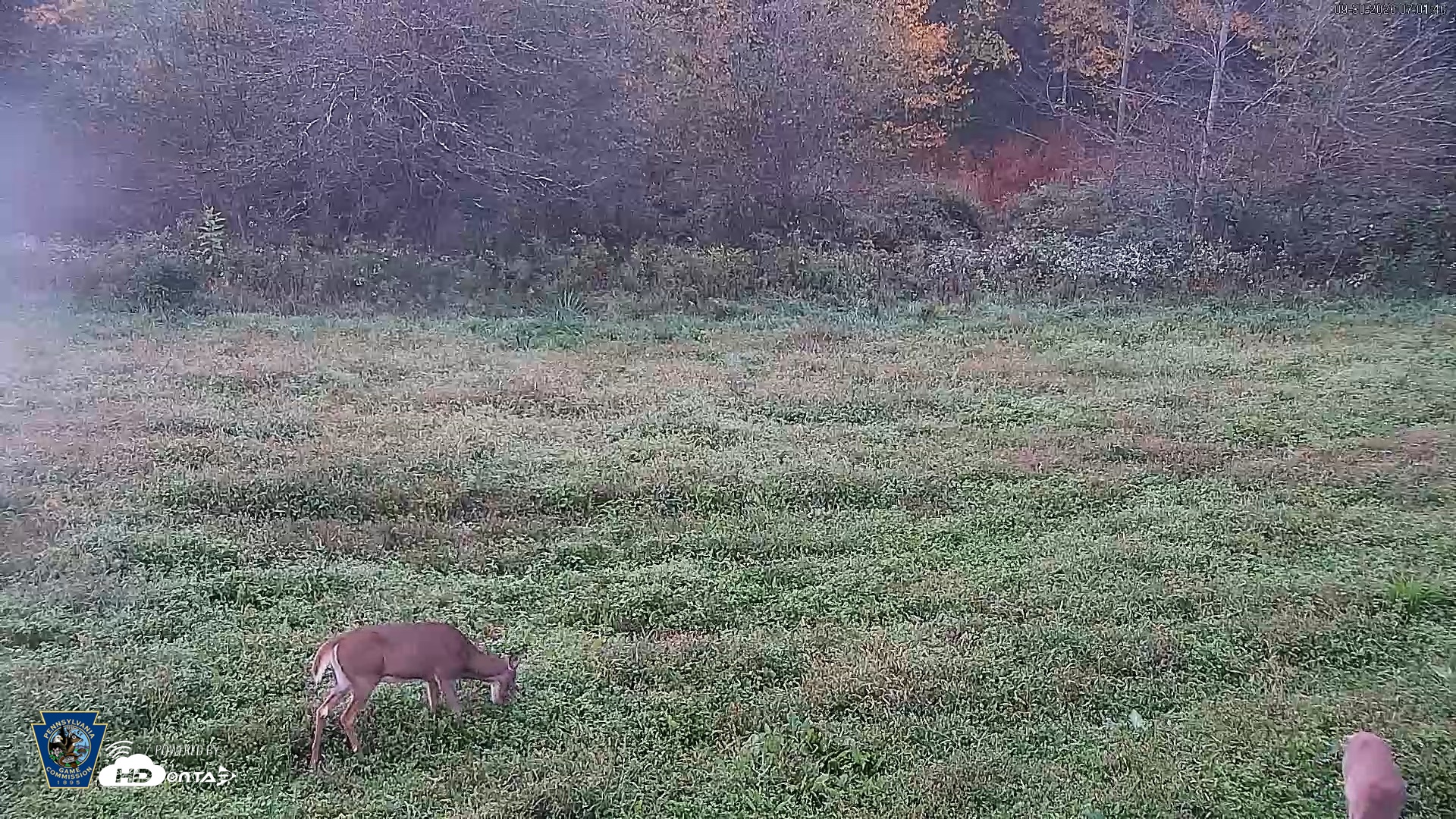 Snapshot of Pennsylvania Elk Live Webcam taken Sep 30, 2026, 7:02am EDT