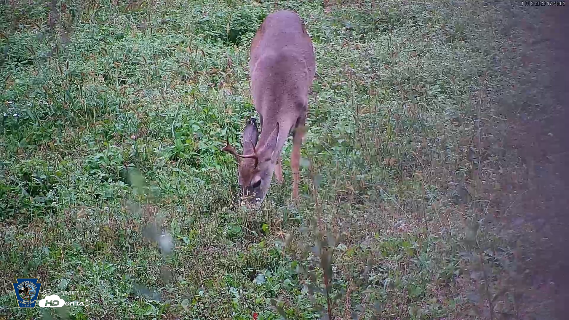 Snapshot of Pennsylvania Elk Live Webcam taken Oct 2, 2026, 5:49pm EDT