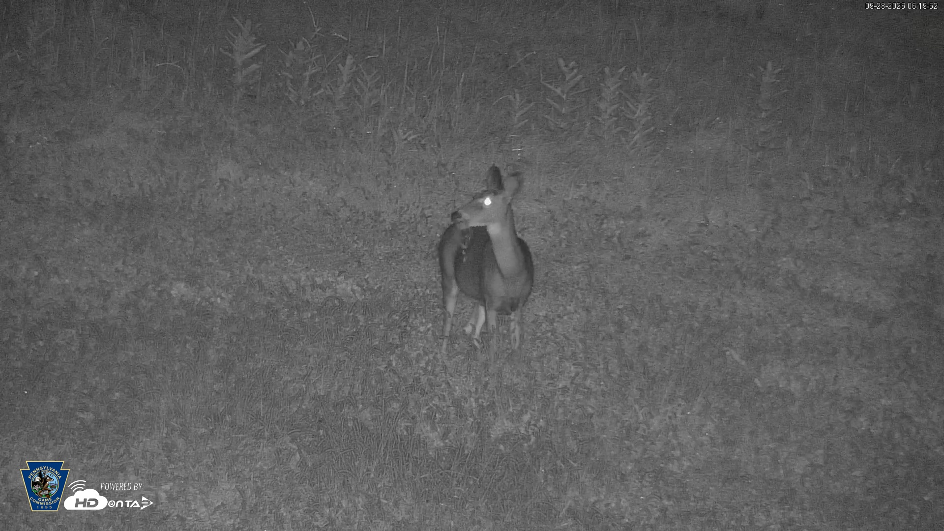 Snapshot of Pennsylvania Elk Live Webcam taken Sep 28, 2026, 6:20am EDT
