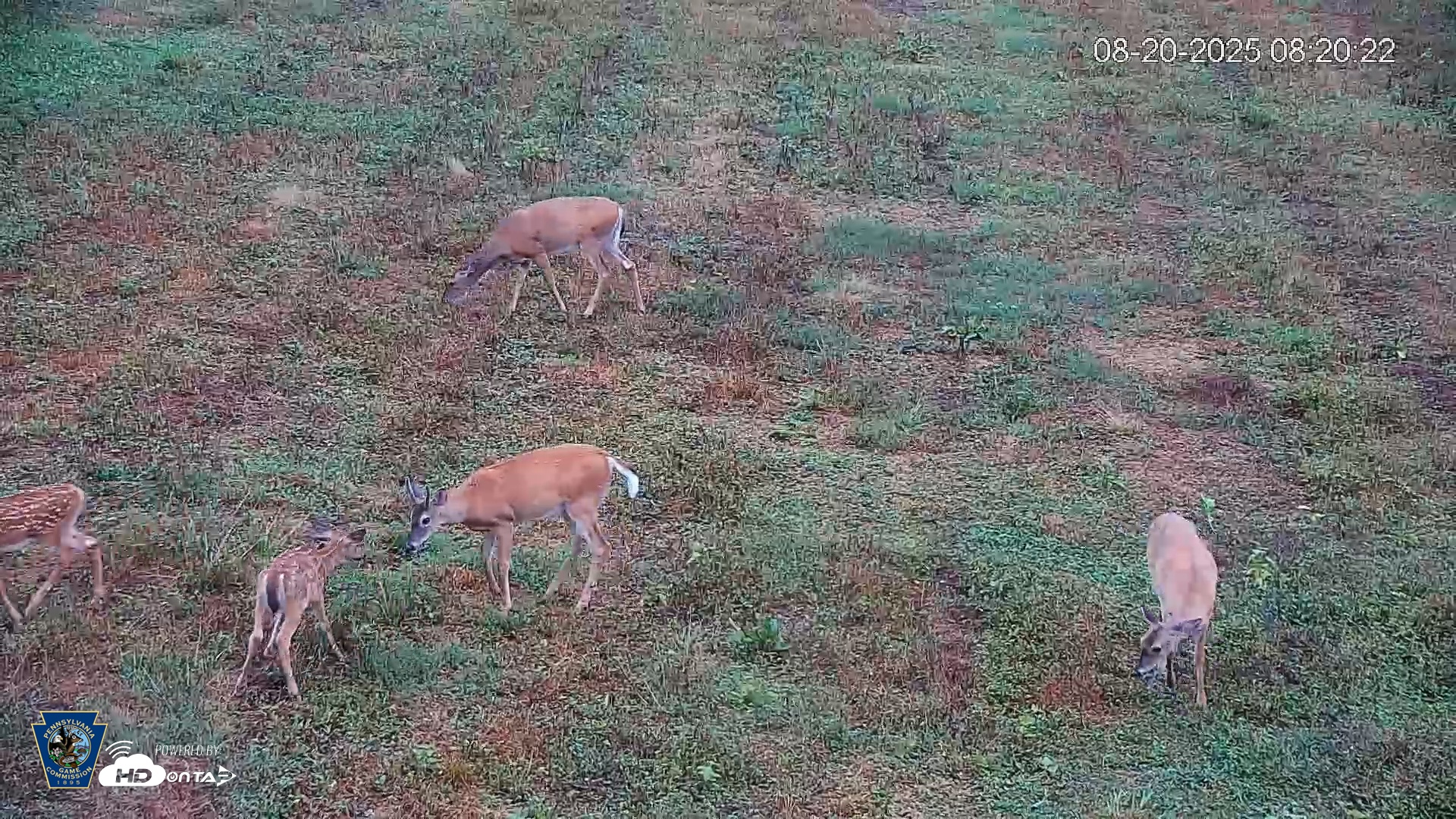 Snapshot of Pennsylvania Elk Live Webcam taken Aug 20, 2025, 8:21am EDT