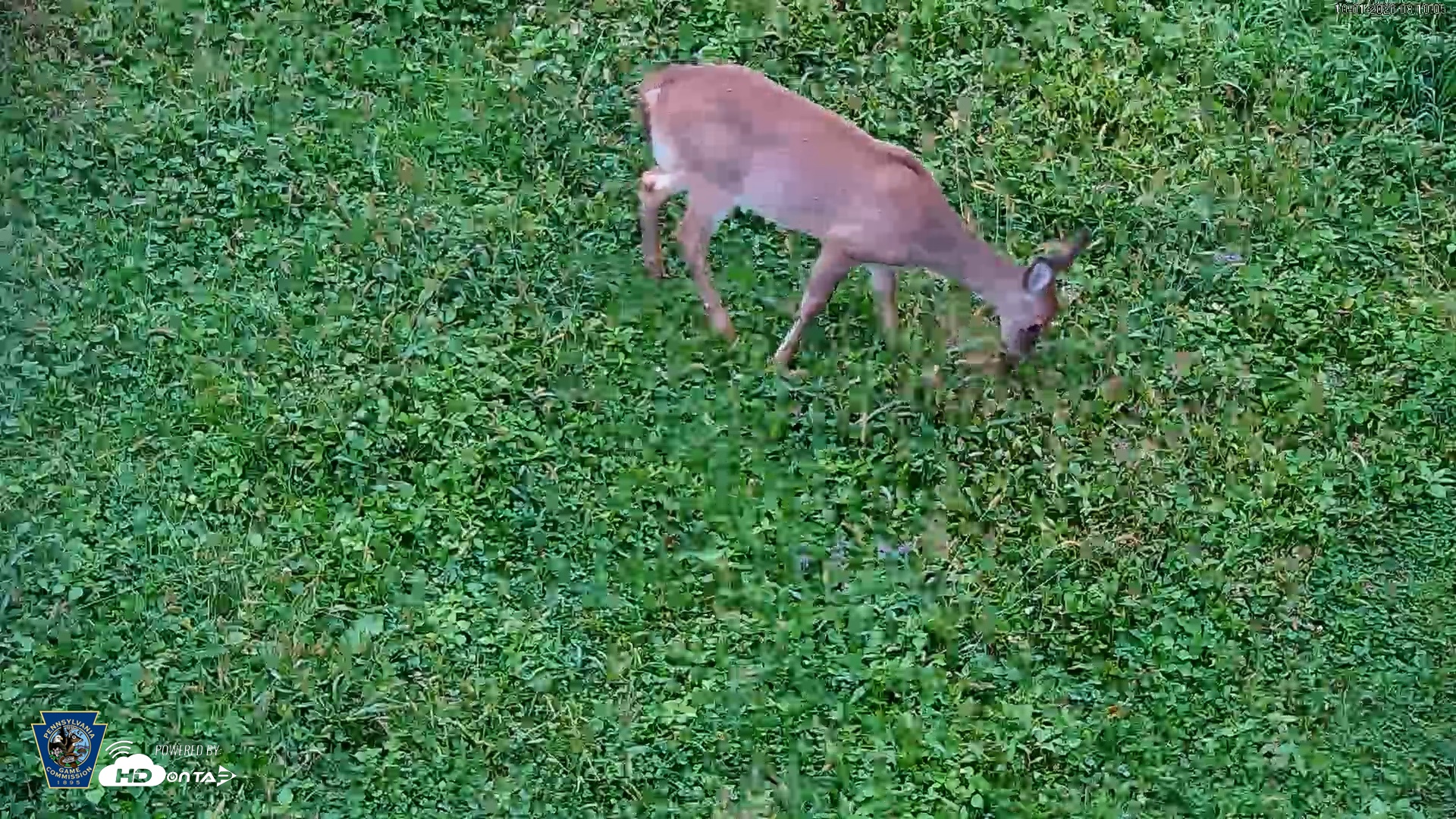 Snapshot of Pennsylvania Elk Live Webcam taken Oct 1, 2026, 8:11am EDT