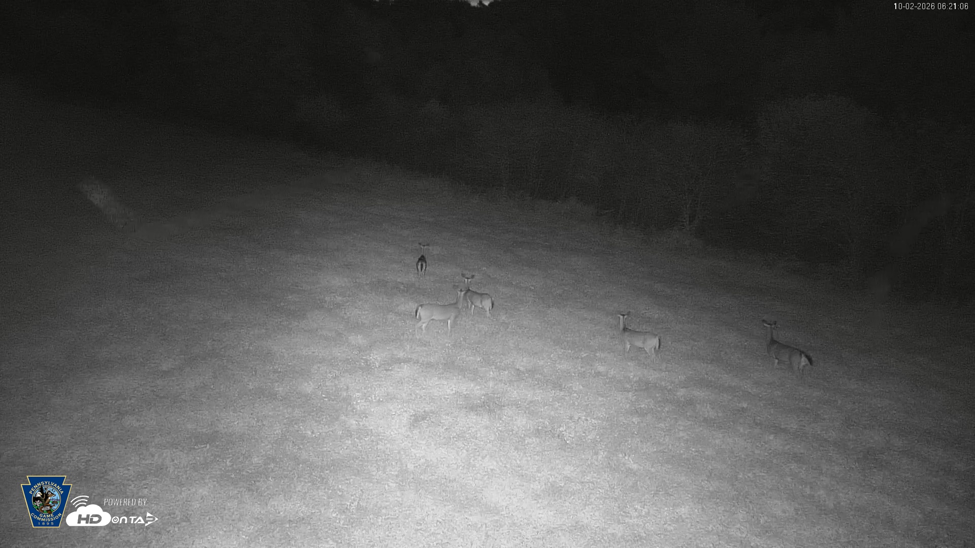 Snapshot of Pennsylvania Elk Live Webcam taken Oct 2, 2026, 6:22am EDT