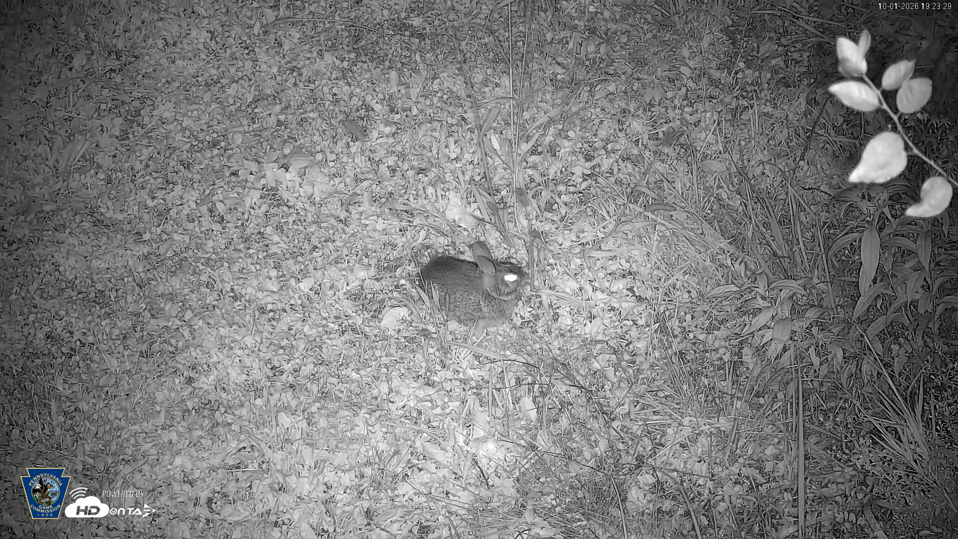 Snapshot of Pennsylvania Elk Live Webcam taken Oct 1, 2026, 7:24pm EDT