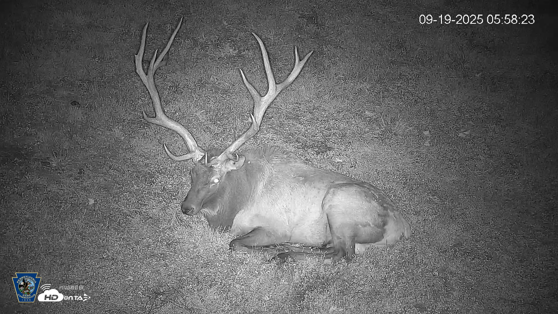 Snapshot of Pennsylvania Elk Live Webcam taken Sep 19, 2025, 5:59am EDT