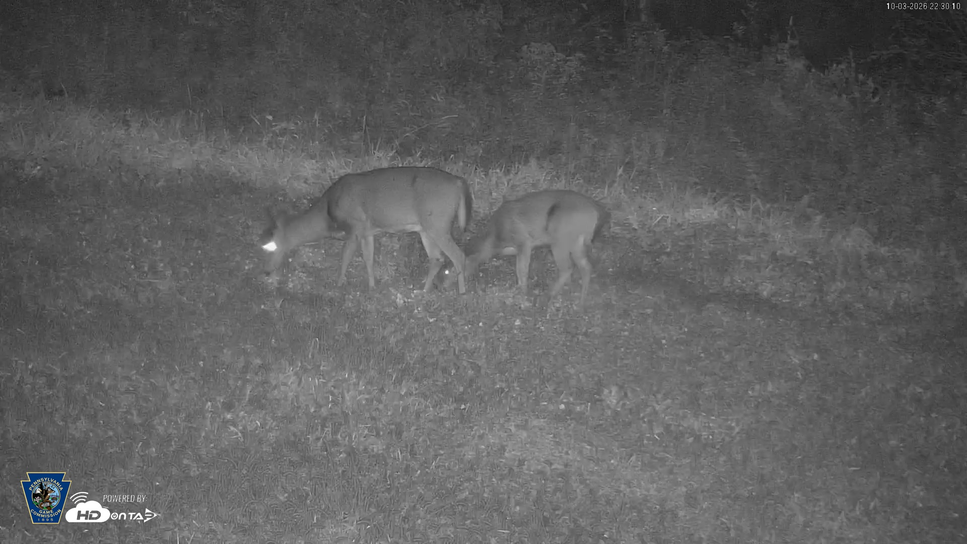 Snapshot of Pennsylvania Elk Live Webcam taken Oct 3, 2026, 10:31pm EDT