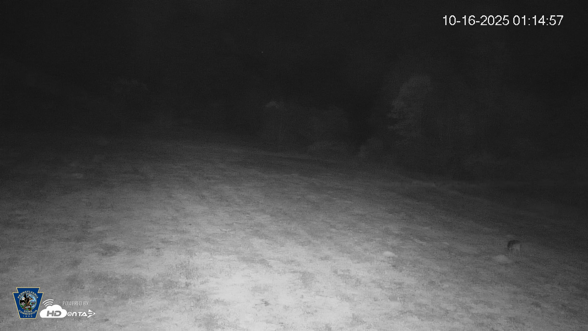 Snapshot of Pennsylvania Elk Live Webcam taken Oct 16, 2025, 1:15am EDT