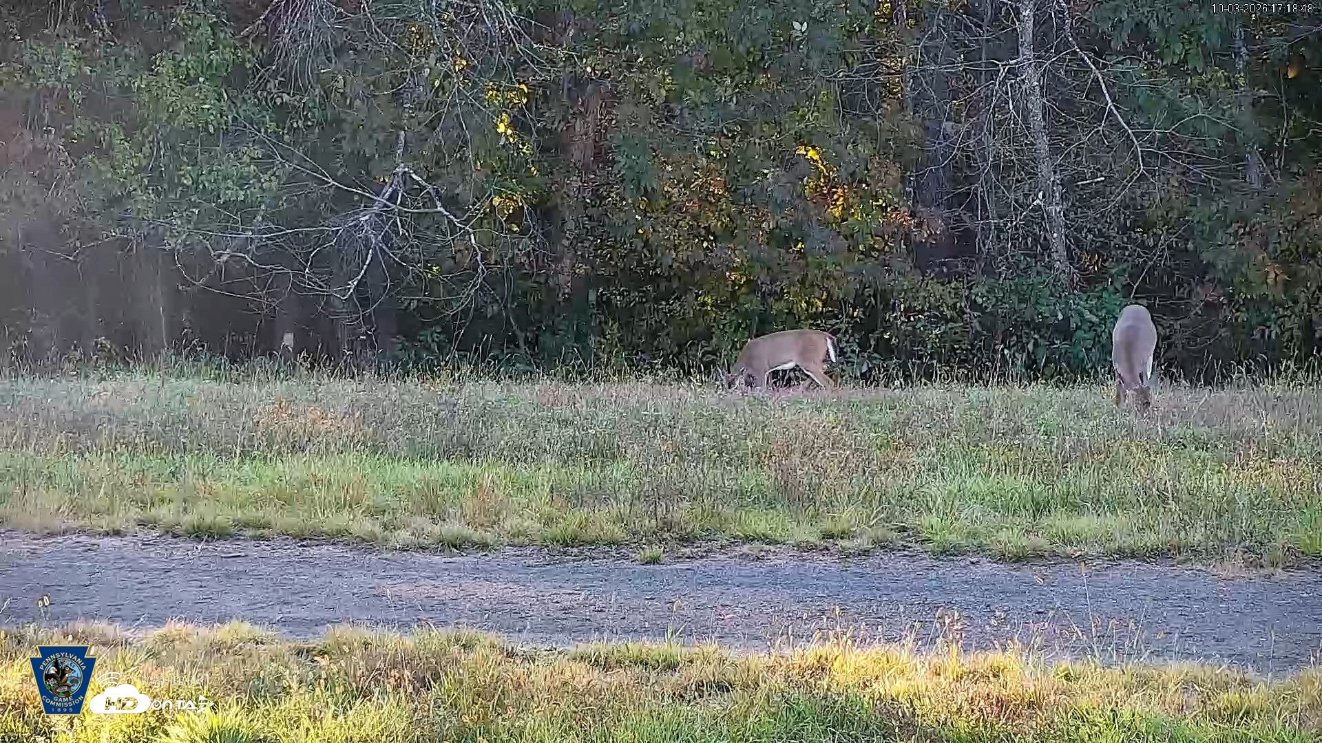 Snapshot of Pennsylvania Elk Live Webcam taken Oct 3, 2026, 5:19pm EDT