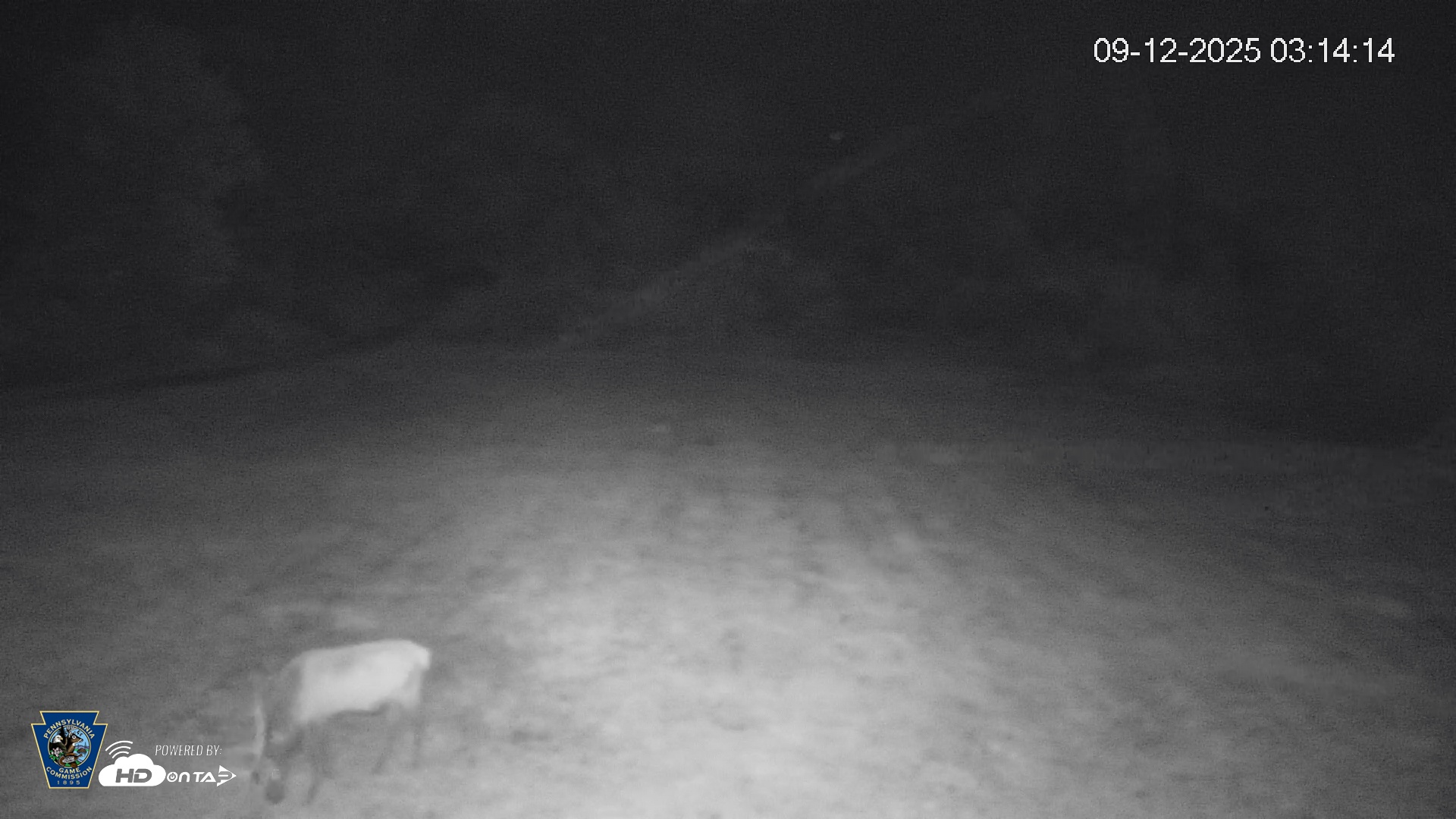 Snapshot of Pennsylvania Elk Live Webcam taken Sep 12, 2025, 3:15am EDT