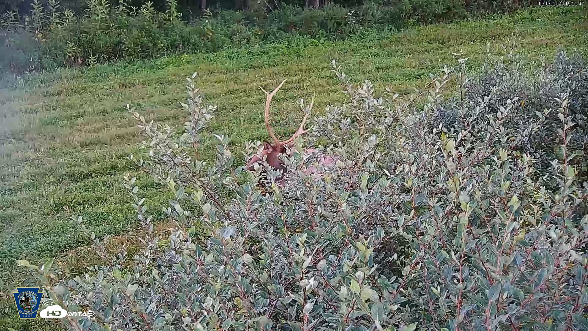 Snapshot of Pennsylvania Elk Live Webcam taken Sep 6, 2026, 7:26pm EDT