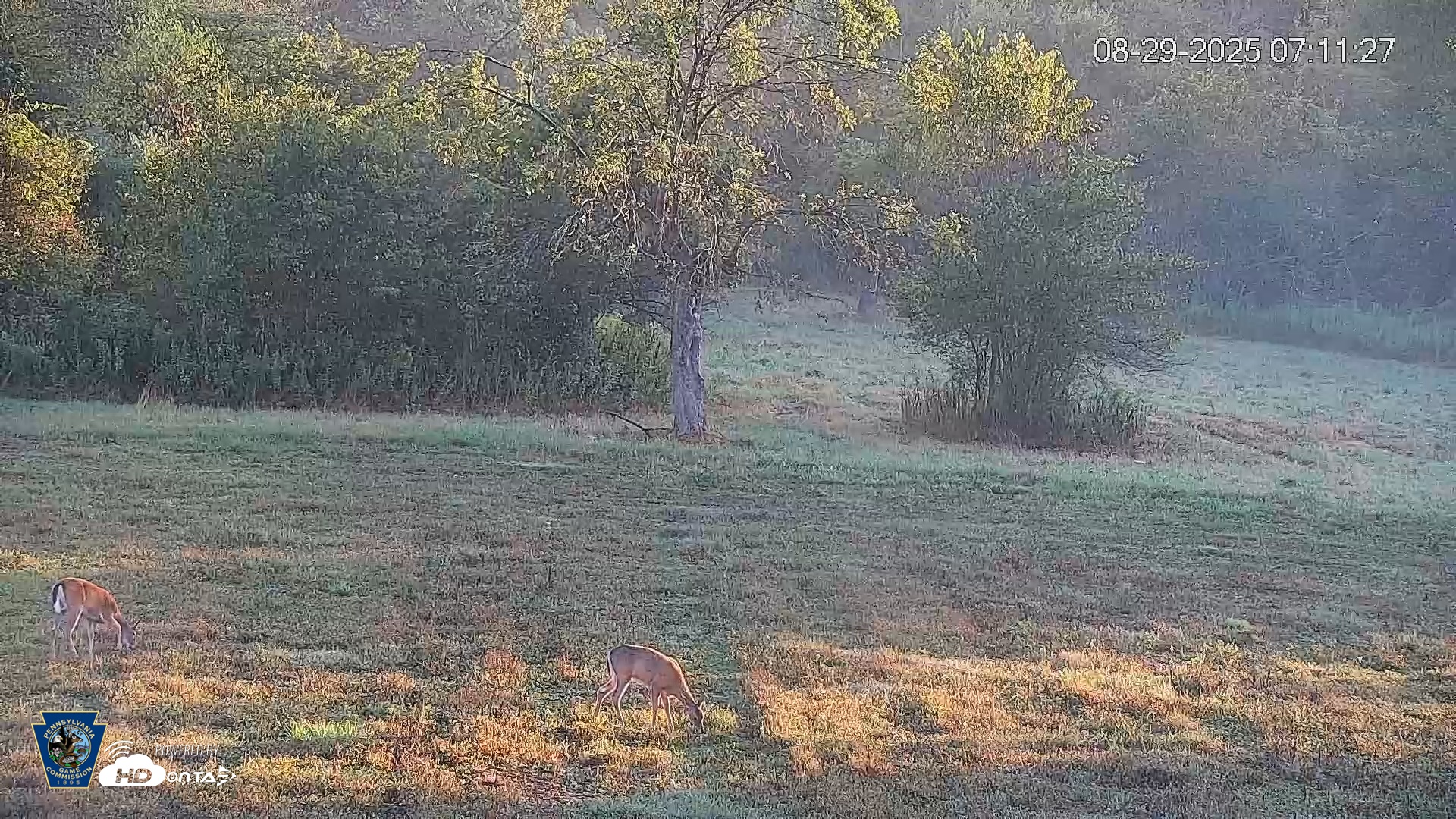 Snapshot of Pennsylvania Elk Live Webcam taken Aug 29, 2025, 7:12am EDT