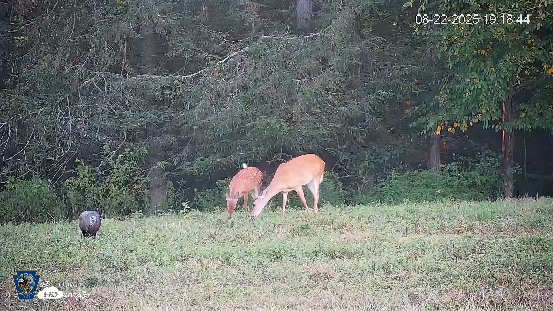 Snapshot of Pennsylvania Elk Live Webcam taken Aug 22, 2025, 7:19pm EDT