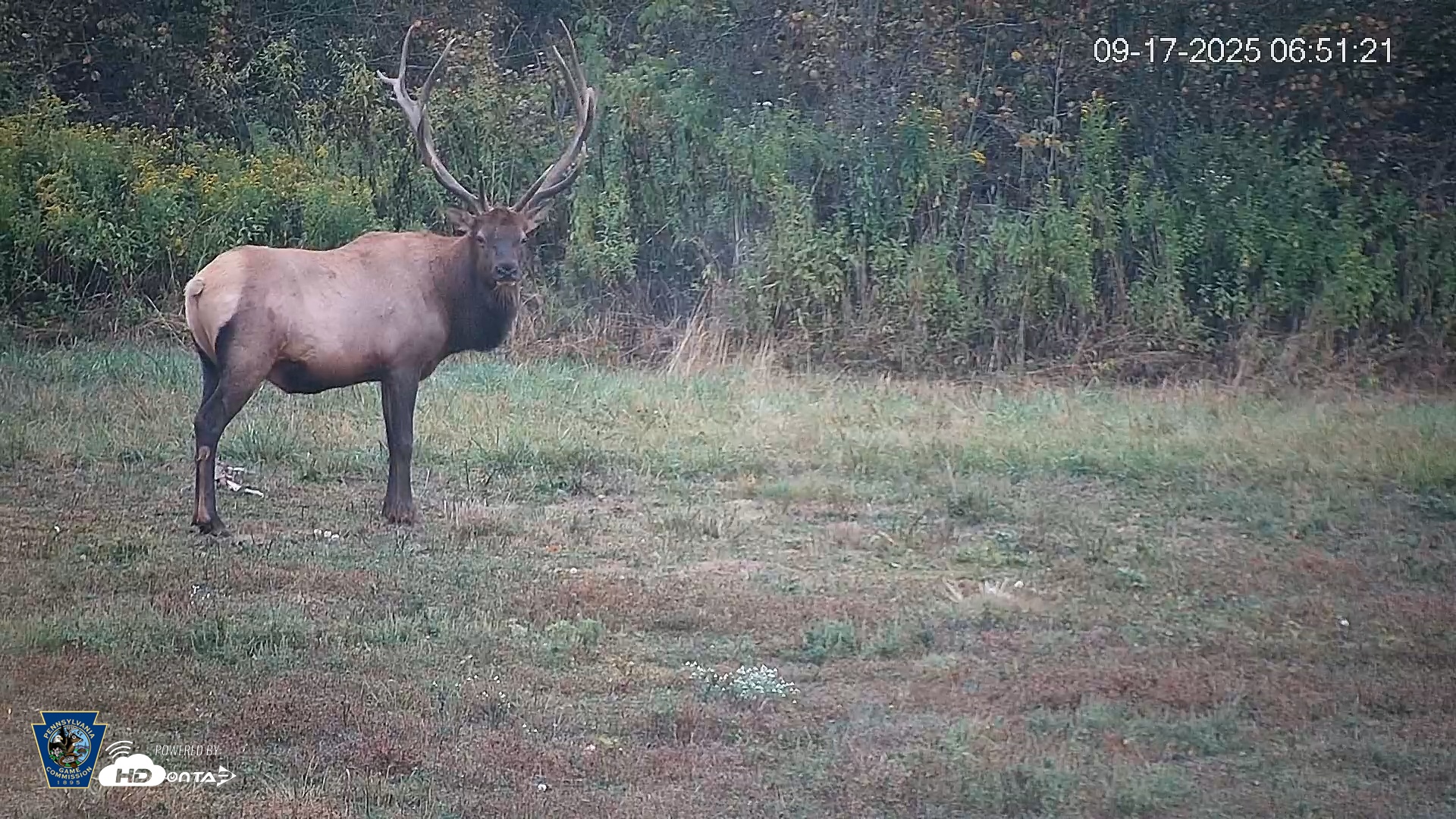 Snapshot of Pennsylvania Elk Live Webcam taken Sep 17, 2025, 6:52am EDT