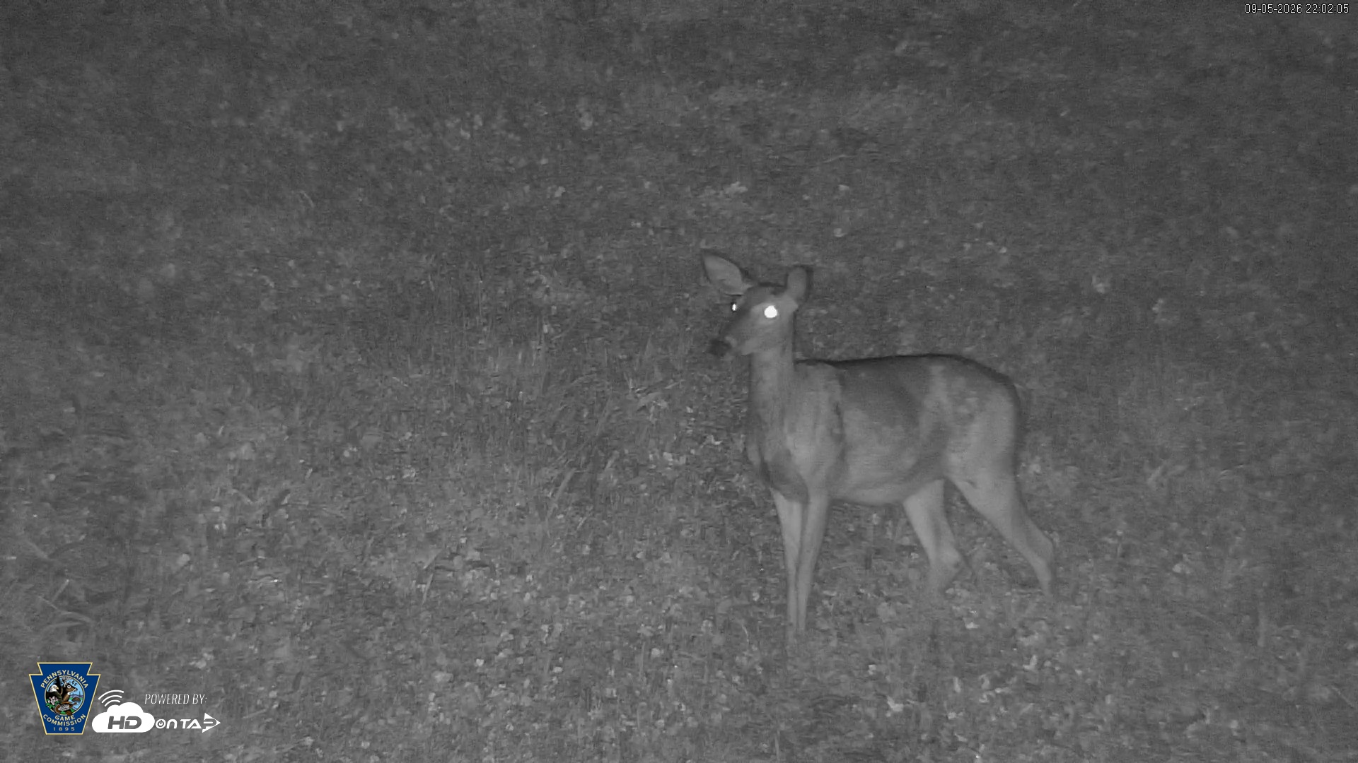 Snapshot of Pennsylvania Elk Live Webcam taken Sep 5, 2026, 10:02pm EDT