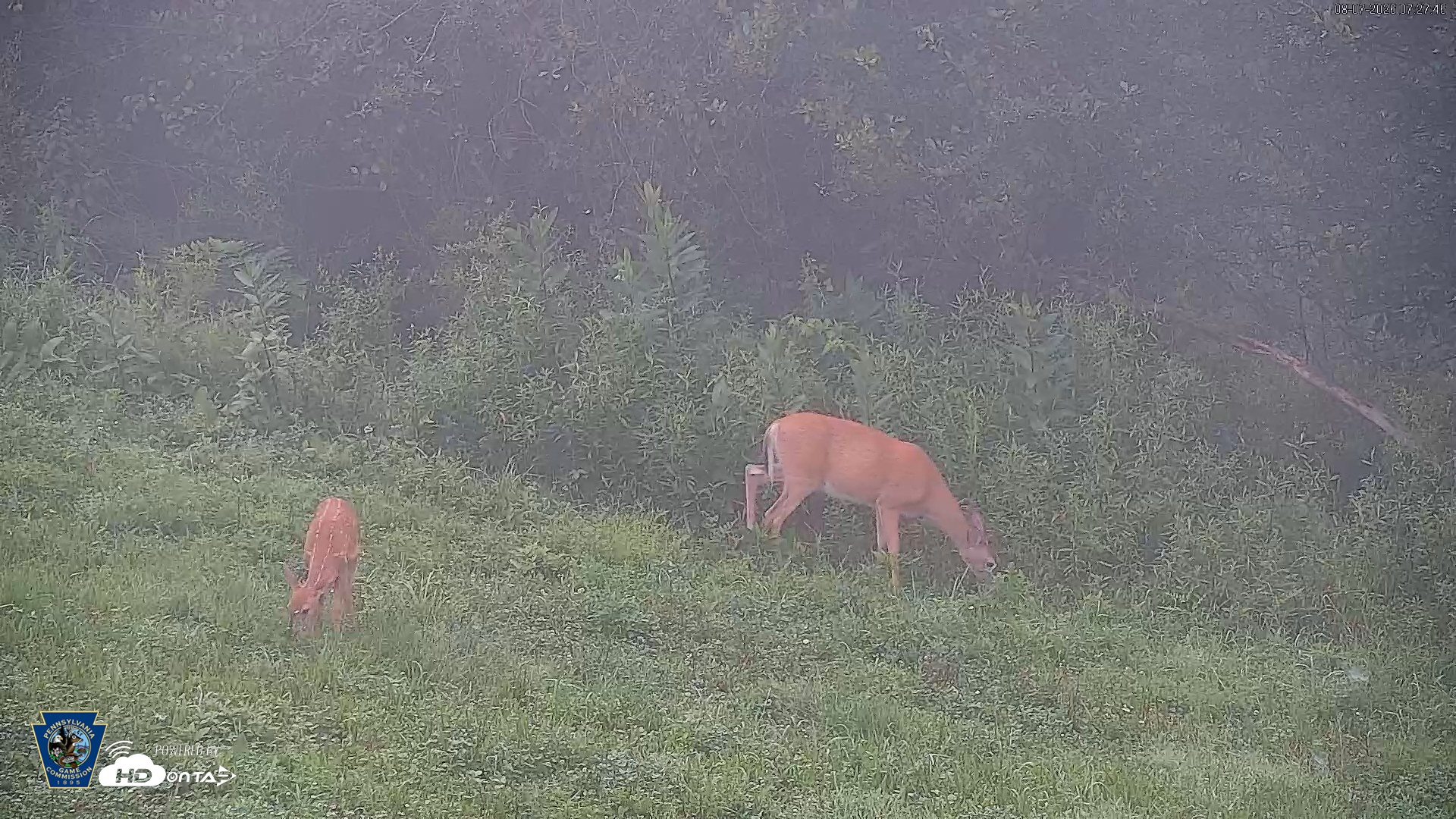 Snapshot of Pennsylvania Elk Live Webcam taken Aug 7, 2026, 7:28am EDT