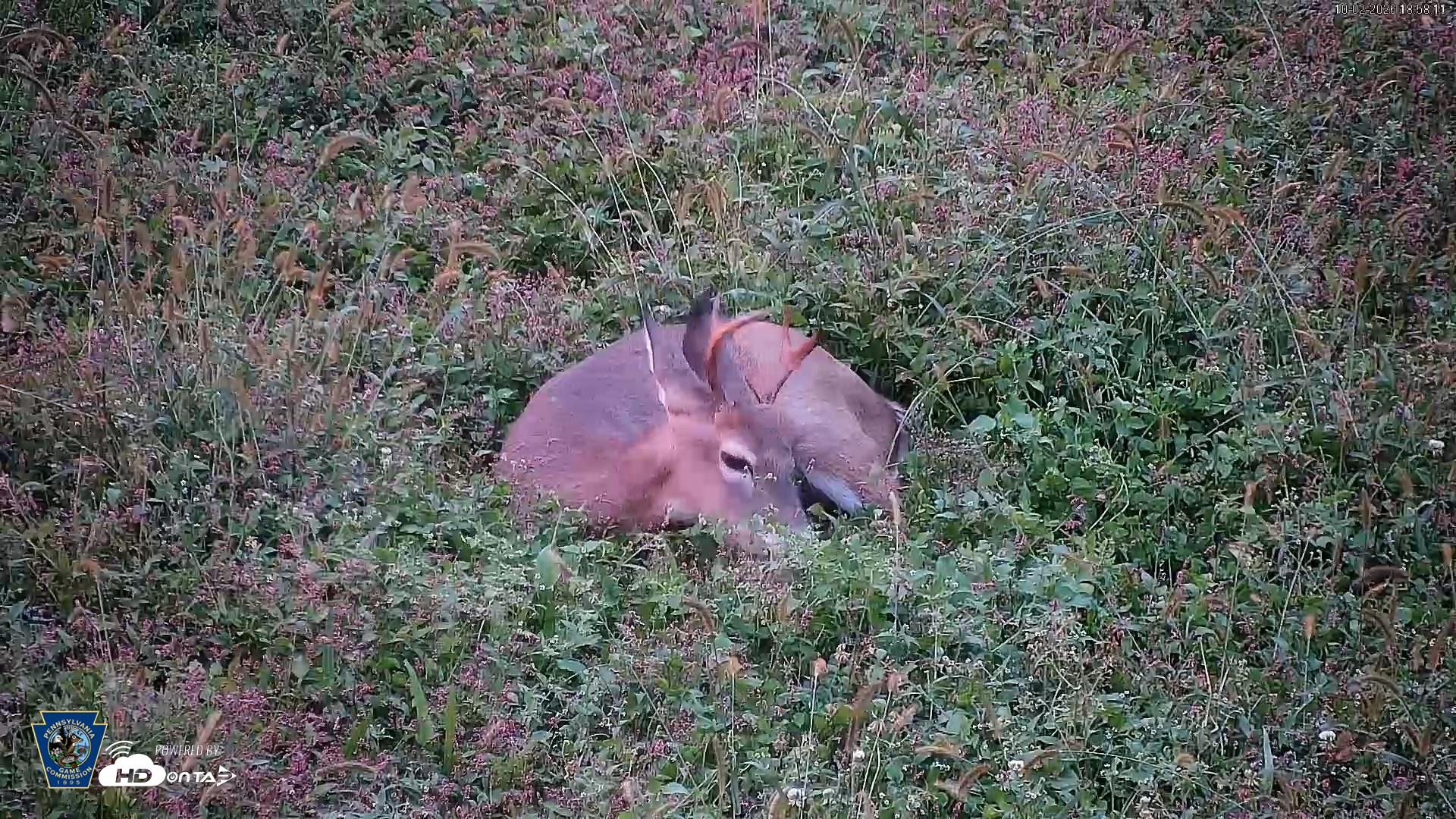 Snapshot of Pennsylvania Elk Live Webcam taken Oct 2, 2026, 6:58pm EDT