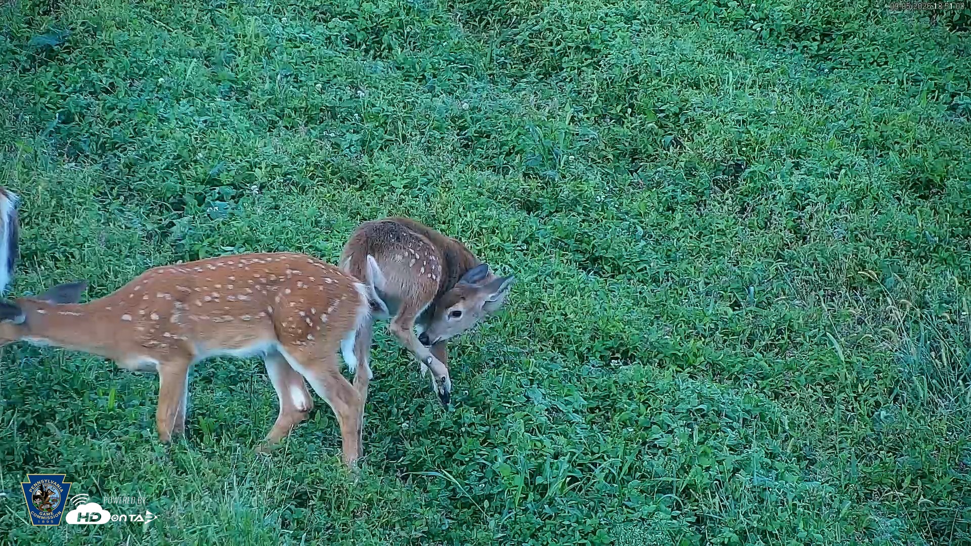 Snapshot of Pennsylvania Elk Live Webcam taken Sep 5, 2026, 6:51pm EDT