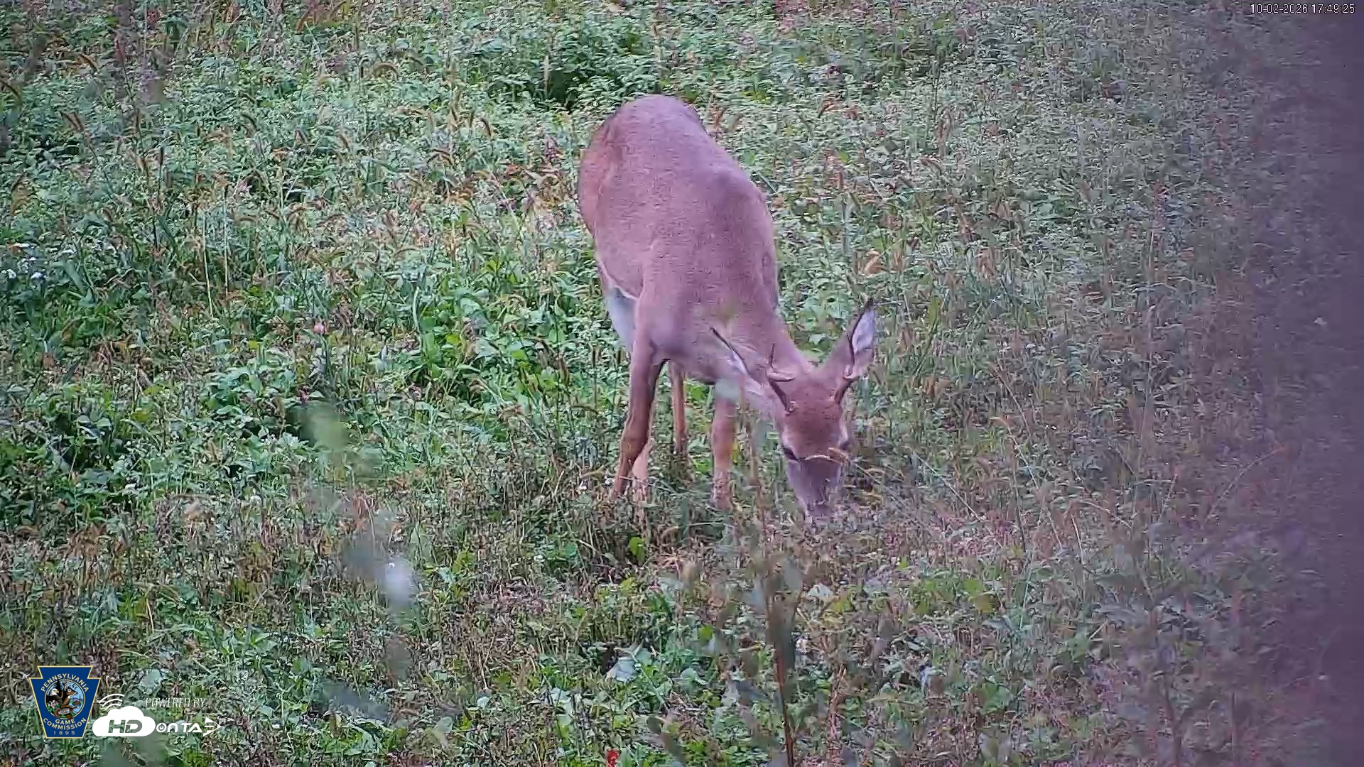 Snapshot of Pennsylvania Elk Live Webcam taken Oct 2, 2026, 5:50pm EDT