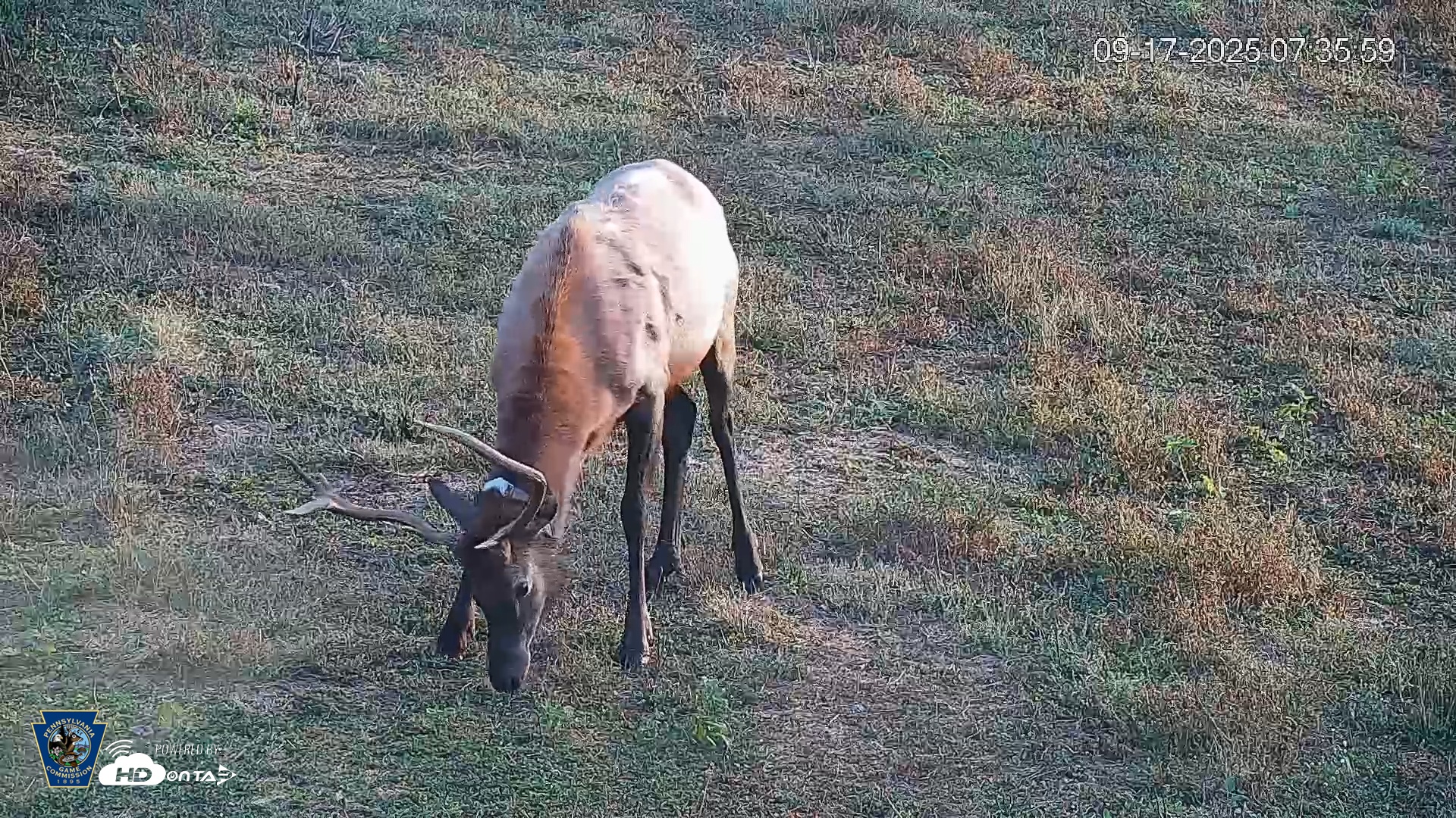 Snapshot of Pennsylvania Elk Live Webcam taken Sep 17, 2025, 7:36am EDT