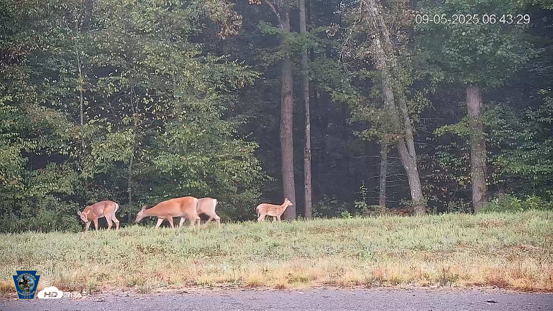 Snapshot of Pennsylvania Elk Live Webcam taken Sep 5, 2025, 6:44am EDT