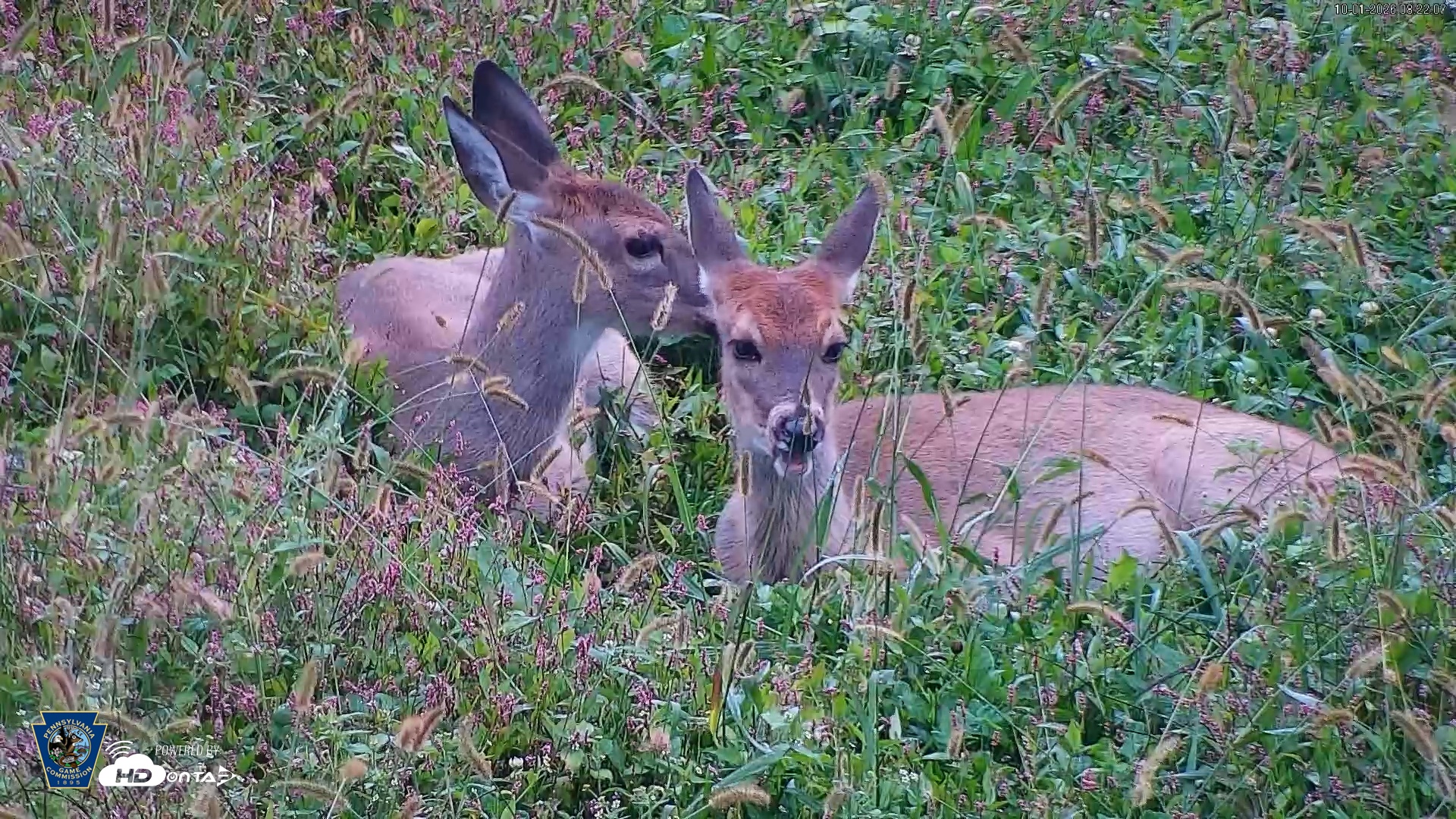 Snapshot of Pennsylvania Elk Live Webcam taken Oct 1, 2026, 8:23am EDT