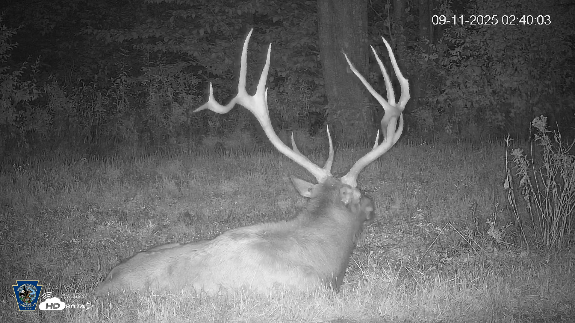 Snapshot of Pennsylvania Elk Live Webcam taken Sep 11, 2025, 2:40am EDT