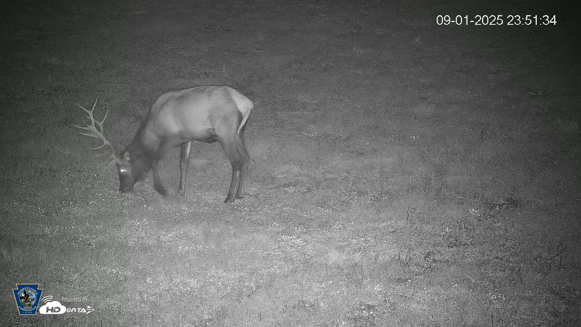 Snapshot of Pennsylvania Elk Live Webcam taken Sep 1, 2025, 11:52pm EDT