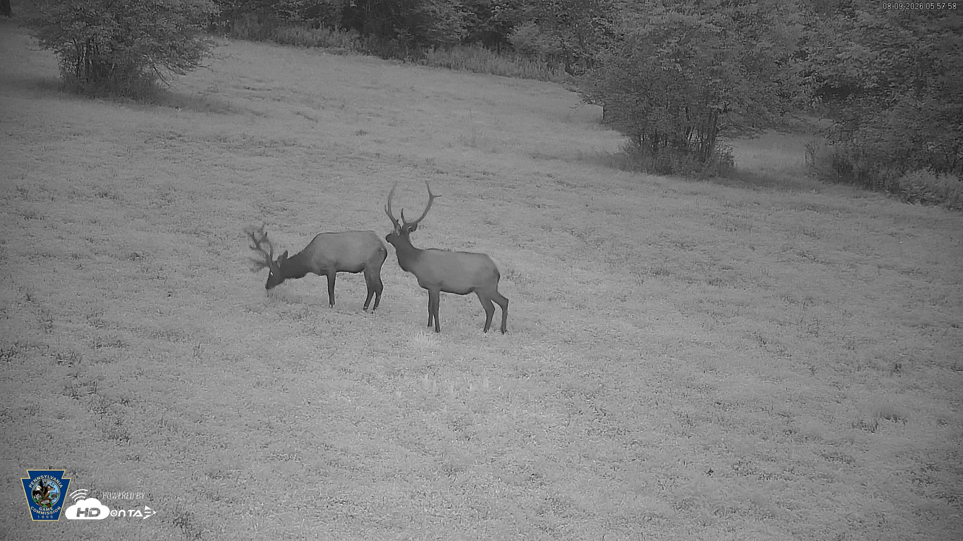 Snapshot of Pennsylvania Elk Live Webcam taken Aug 9, 2026, 5:59am EDT