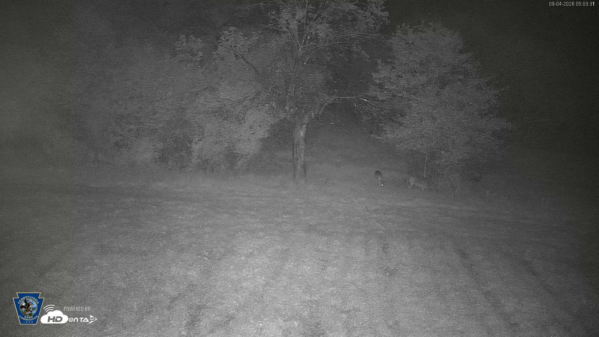 Snapshot of Pennsylvania Elk Live Webcam taken Sep 4, 2026, 5:04am EDT