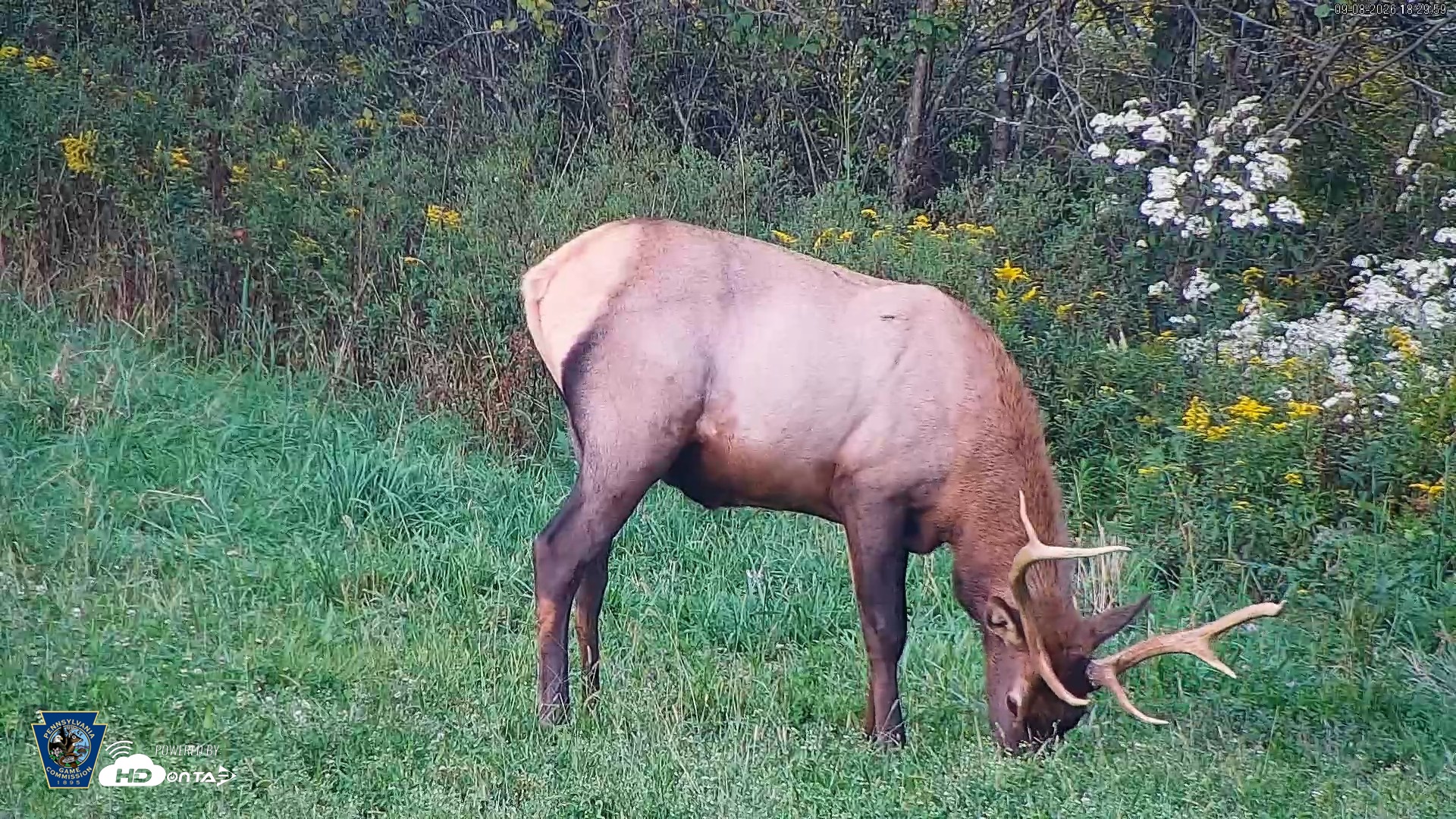 Snapshot of Pennsylvania Elk Live Webcam taken Sep 8, 2026, 6:30pm EDT