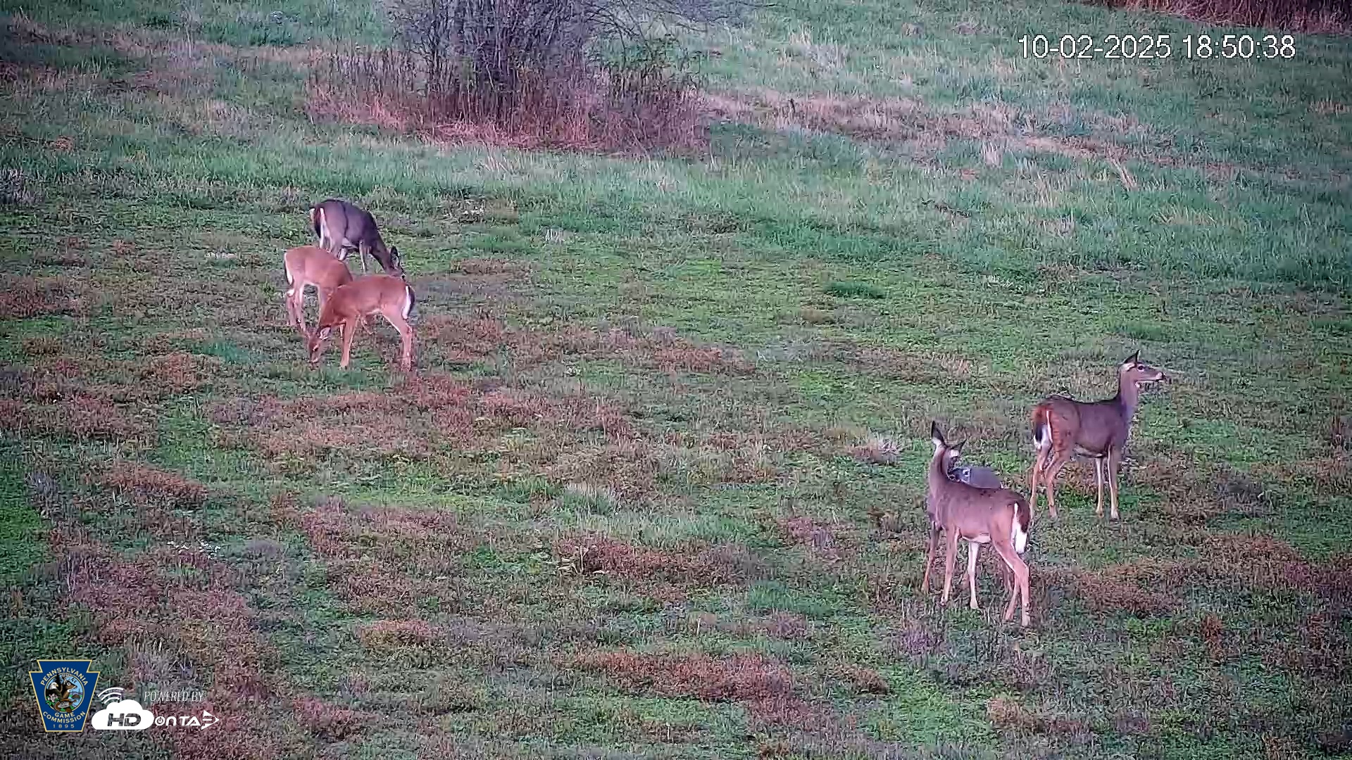 Snapshot of Pennsylvania Elk Live Webcam taken Oct 2, 2025, 6:51pm EDT