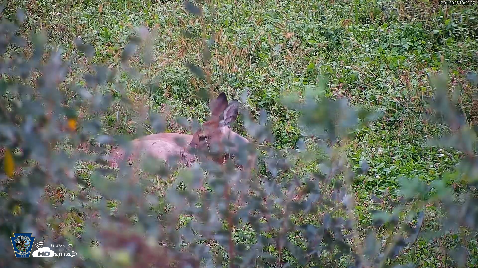 Snapshot of Pennsylvania Elk Live Webcam taken Oct 1, 2026, 6:23pm EDT