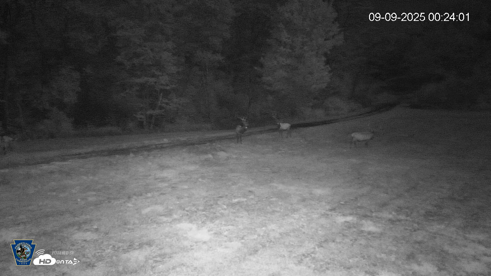 Snapshot of Pennsylvania Elk Live Webcam taken Sep 9, 2025, 12:24am EDT