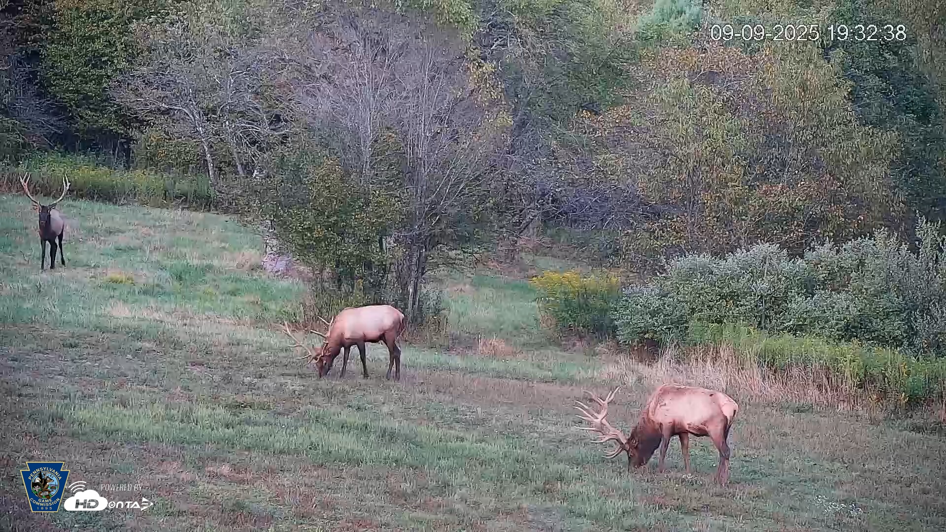 Snapshot of Pennsylvania Elk Live Webcam taken Sep 9, 2025, 7:33pm EDT