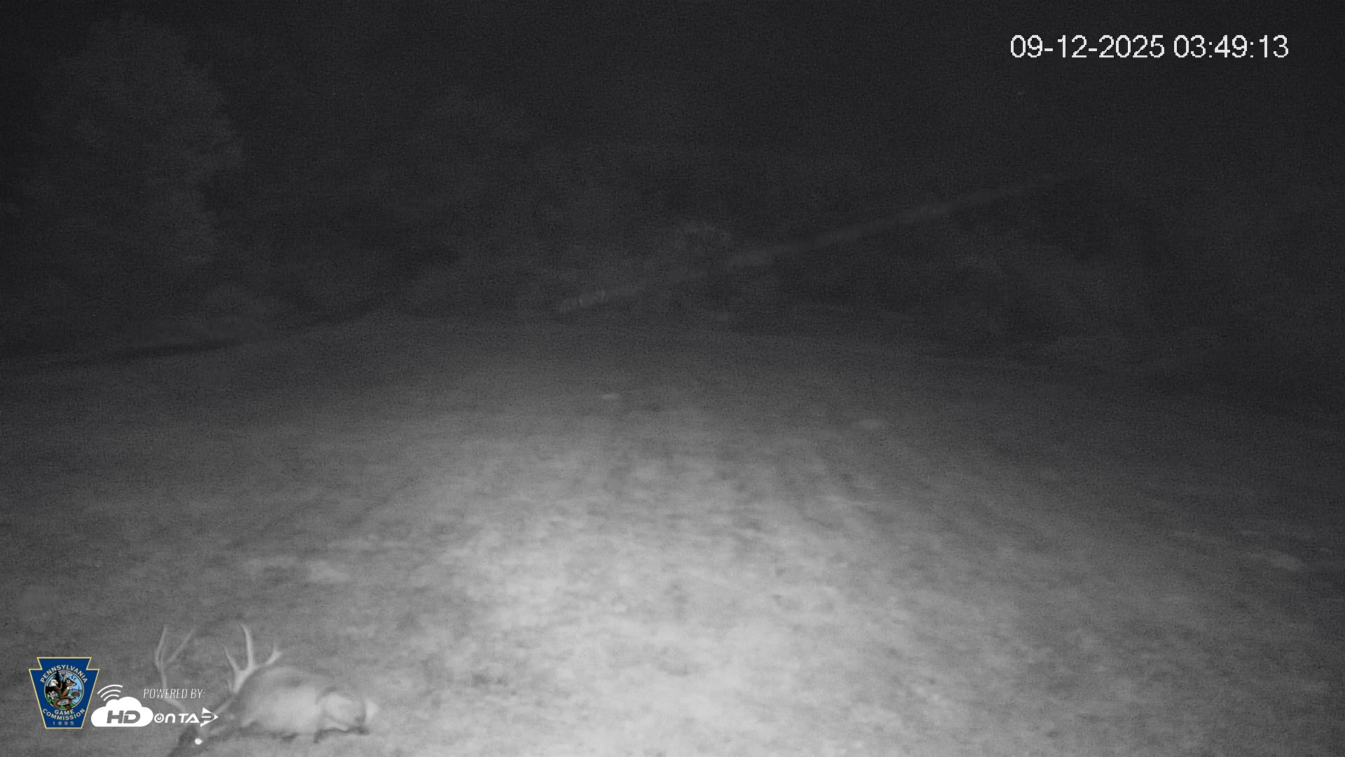 Snapshot of Pennsylvania Elk Live Webcam taken Sep 12, 2025, 3:50am EDT