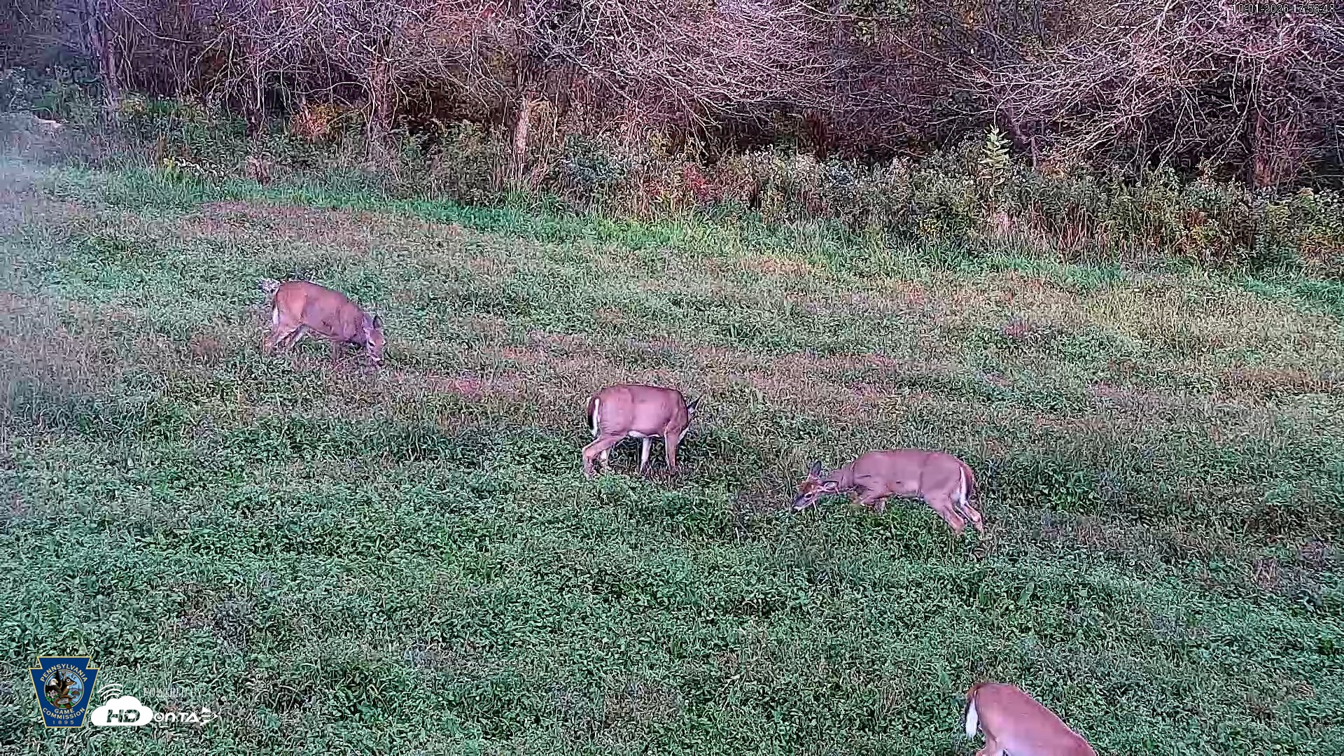 Snapshot of Pennsylvania Elk Live Webcam taken Oct 1, 2026, 5:58pm EDT