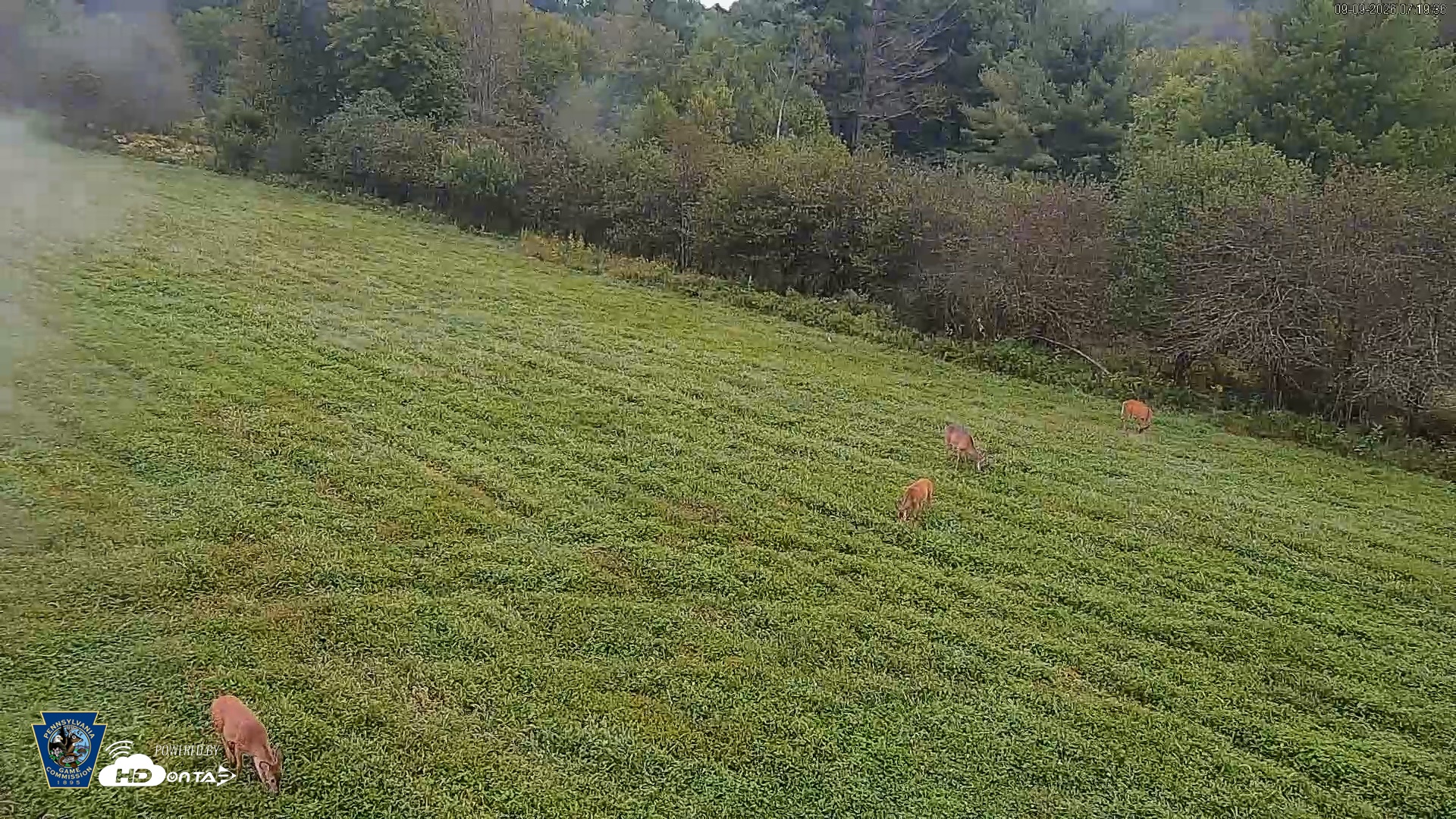 Snapshot of Pennsylvania Elk Live Webcam taken Sep 9, 2026, 7:20am EDT