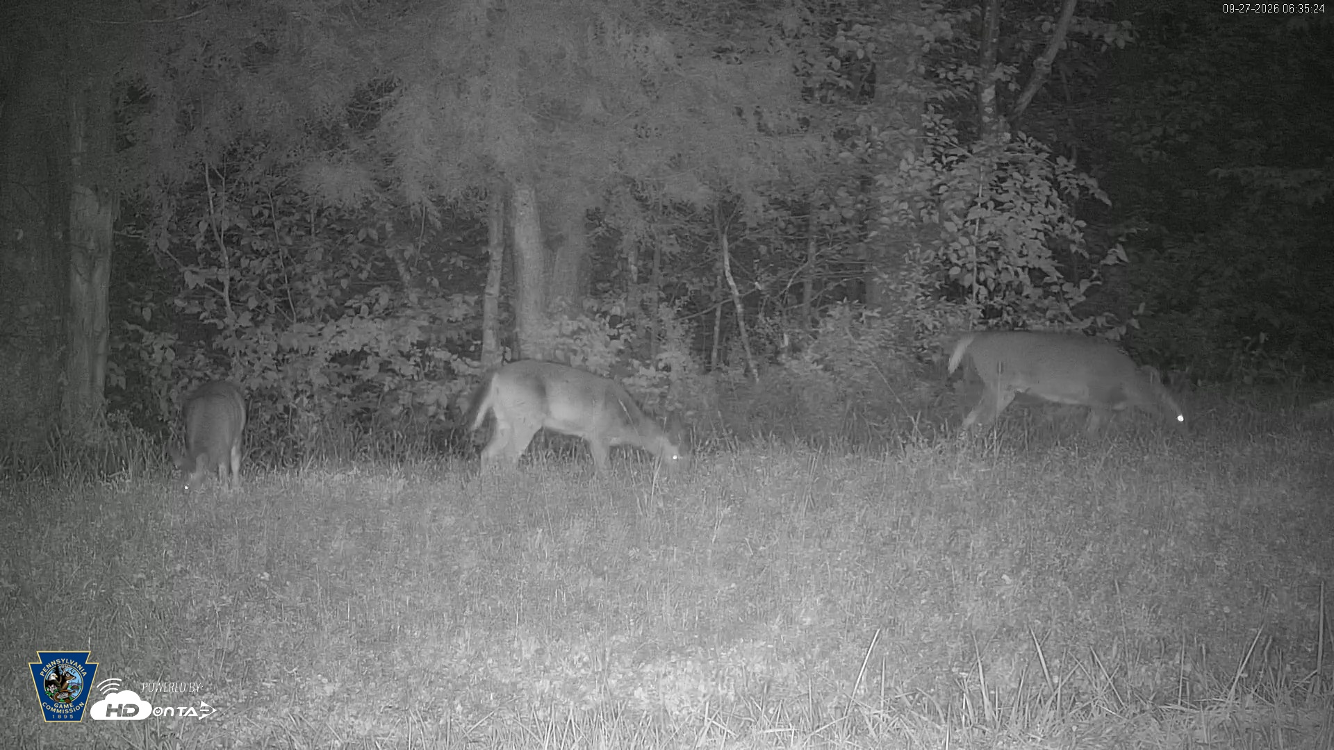 Snapshot of Pennsylvania Elk Live Webcam taken Sep 27, 2026, 6:36am EDT