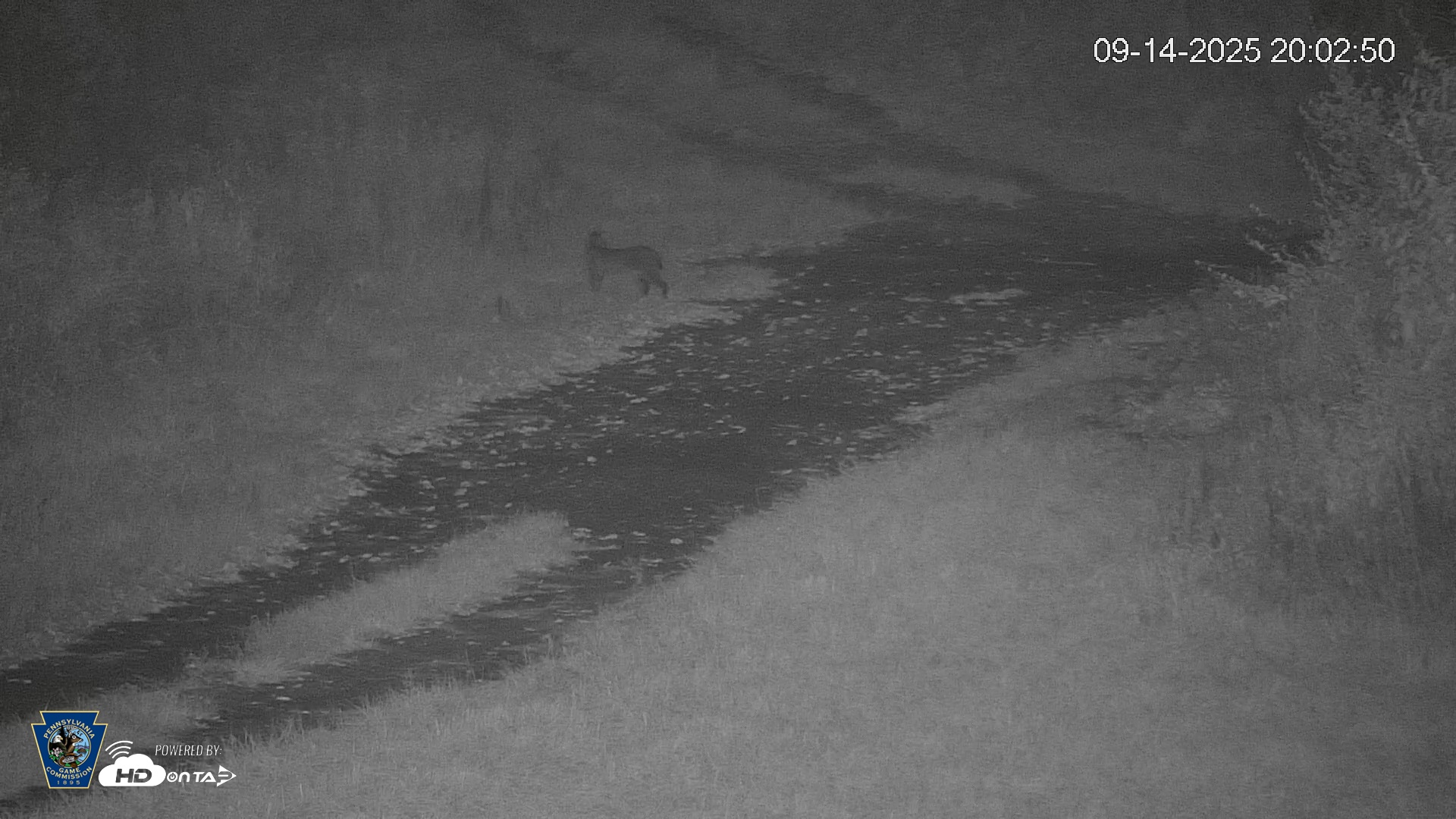 Snapshot of Pennsylvania Elk Live Webcam taken Sep 14, 2025, 8:03pm EDT
