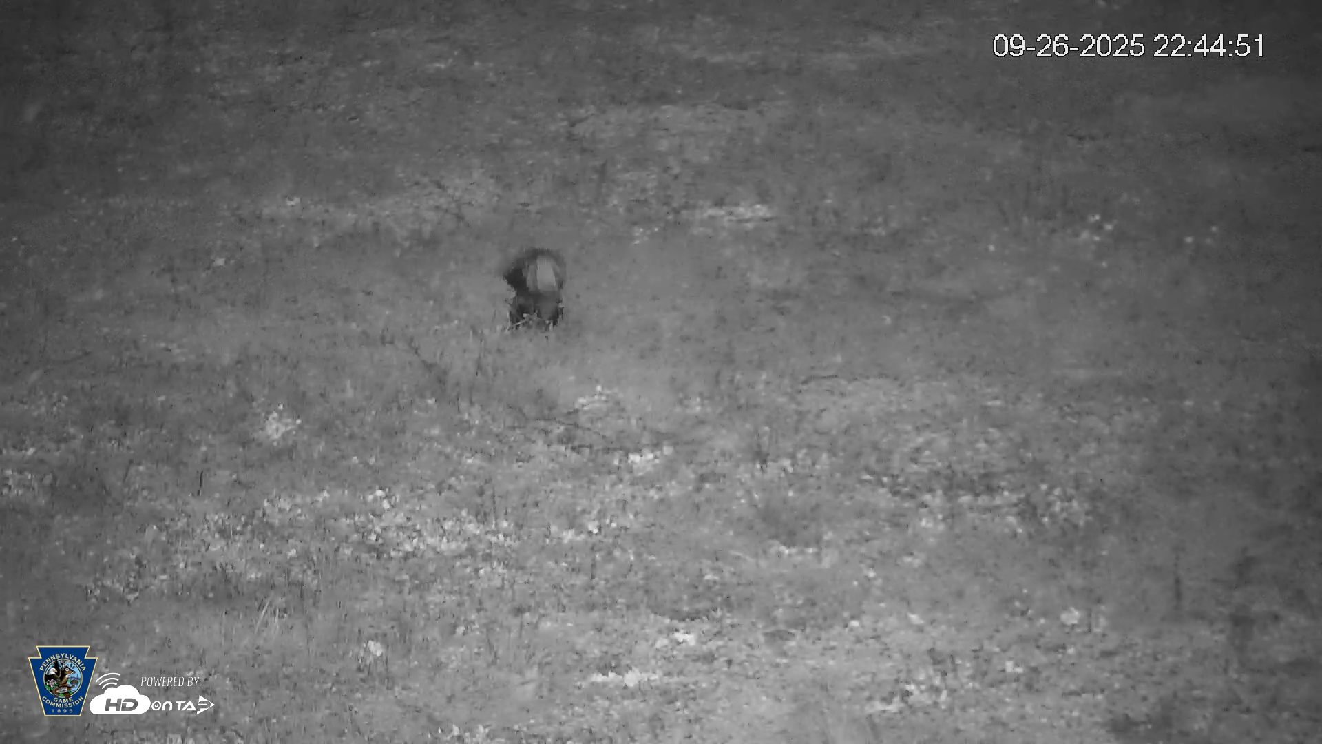 Snapshot of Pennsylvania Elk Live Webcam taken Sep 26, 2025, 10:45pm EDT