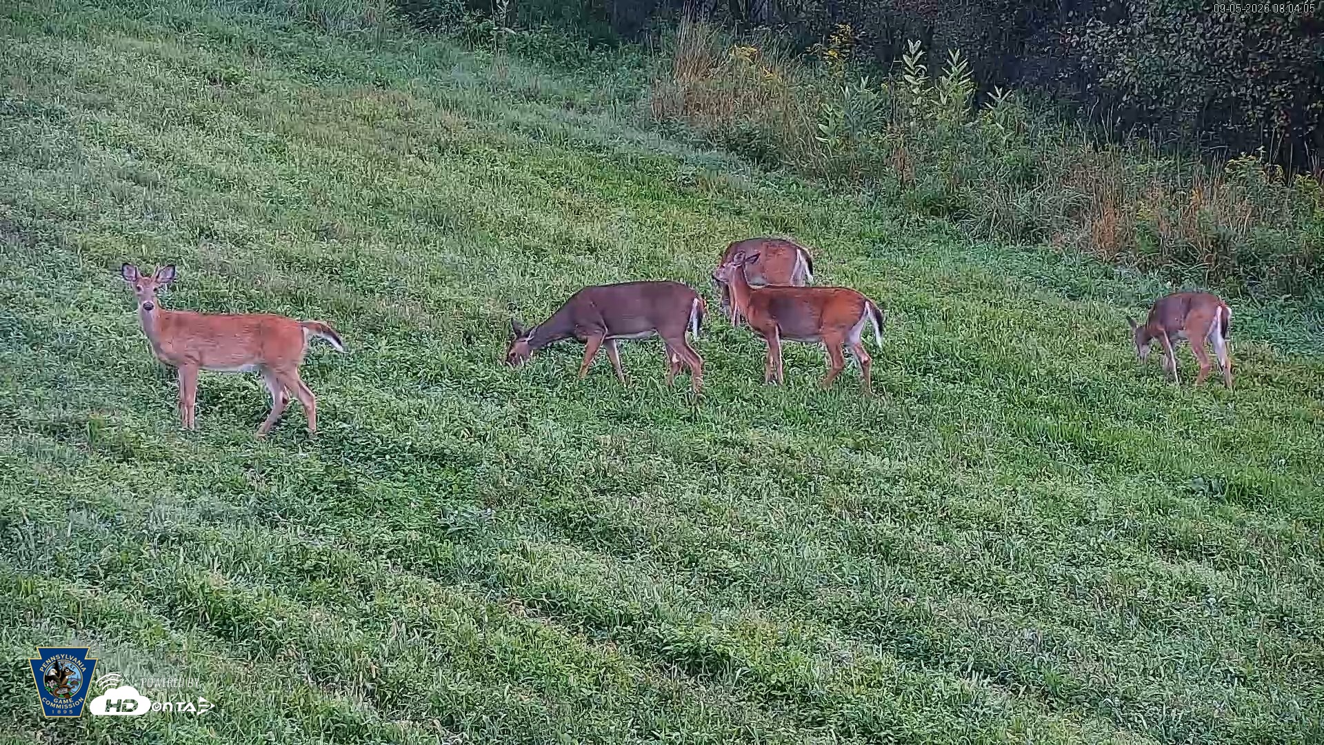 Snapshot of Pennsylvania Elk Live Webcam taken Sep 5, 2026, 8:04am EDT