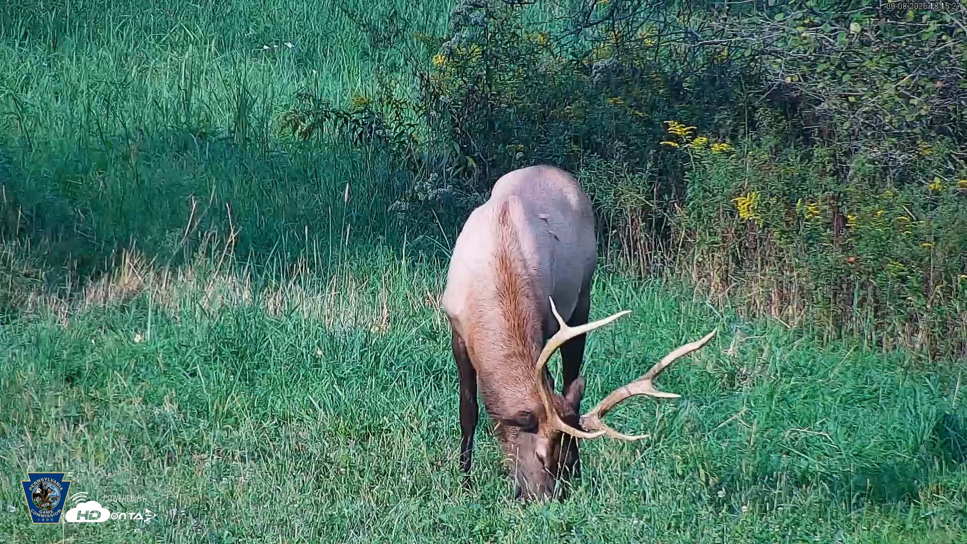 Snapshot of Pennsylvania Elk Live Webcam taken Sep 8, 2026, 6:16pm EDT