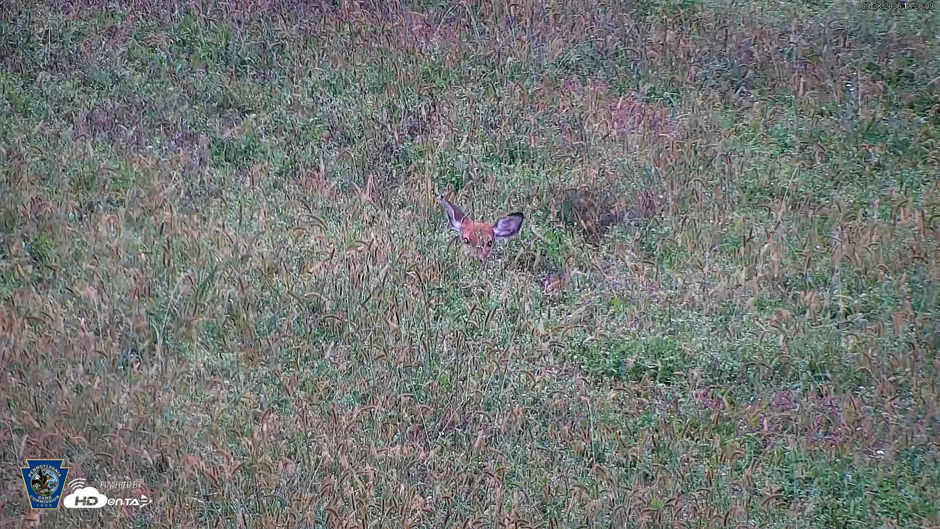 Snapshot of Pennsylvania Elk Live Webcam taken Sep 28, 2026, 6:27pm EDT
