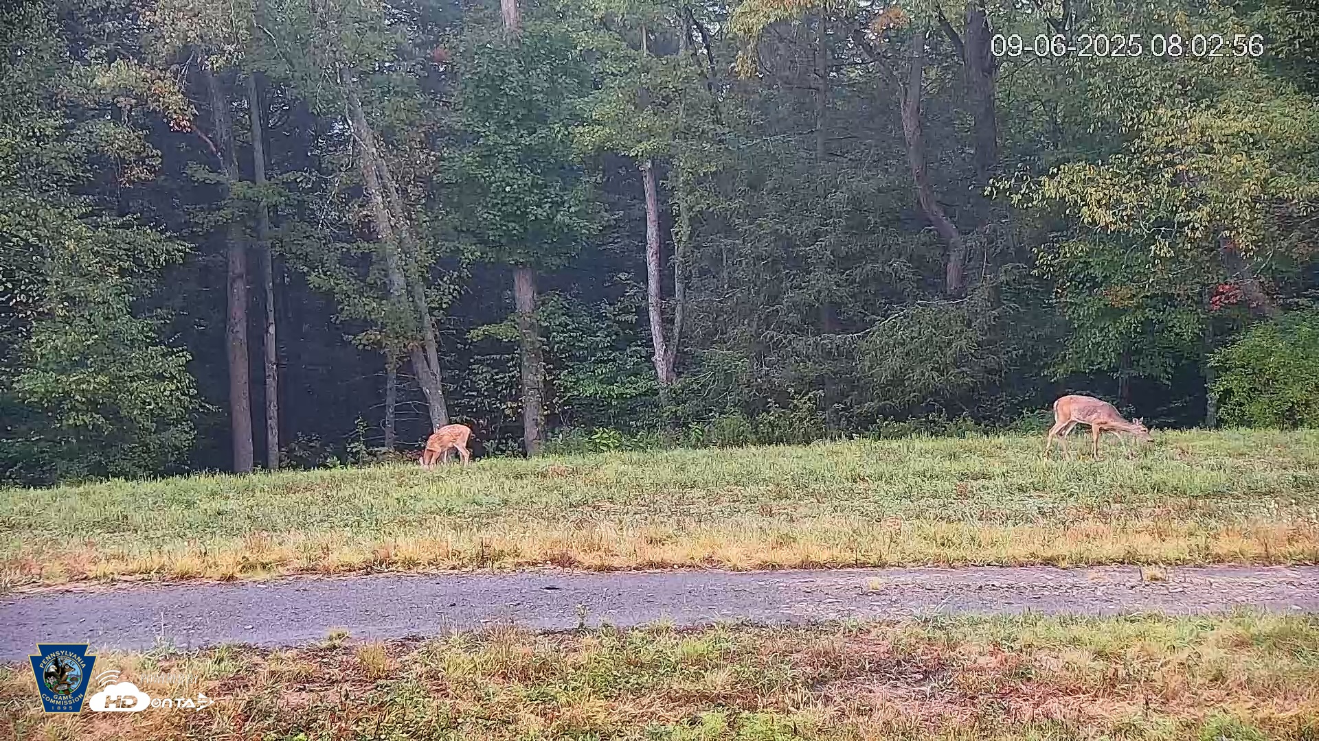 Snapshot of Pennsylvania Elk Live Webcam taken Sep 6, 2025, 8:03am EDT