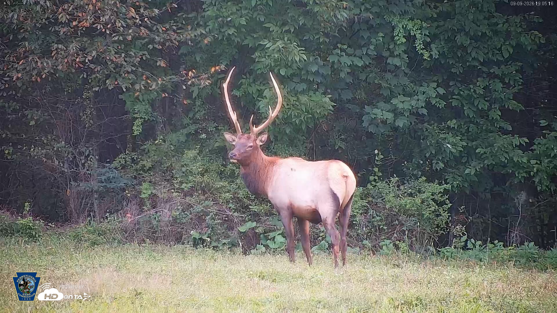 Snapshot of Pennsylvania Elk Live Webcam taken Sep 9, 2026, 7:06pm EDT