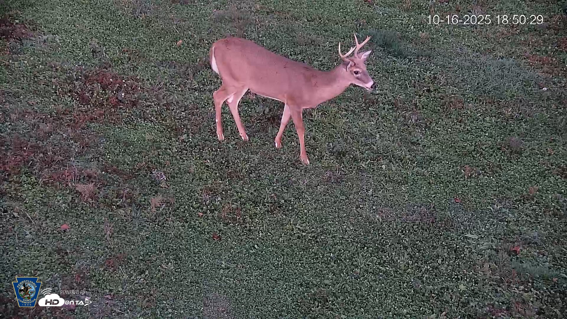 Snapshot of Pennsylvania Elk Live Webcam taken Oct 16, 2025, 6:51pm EDT