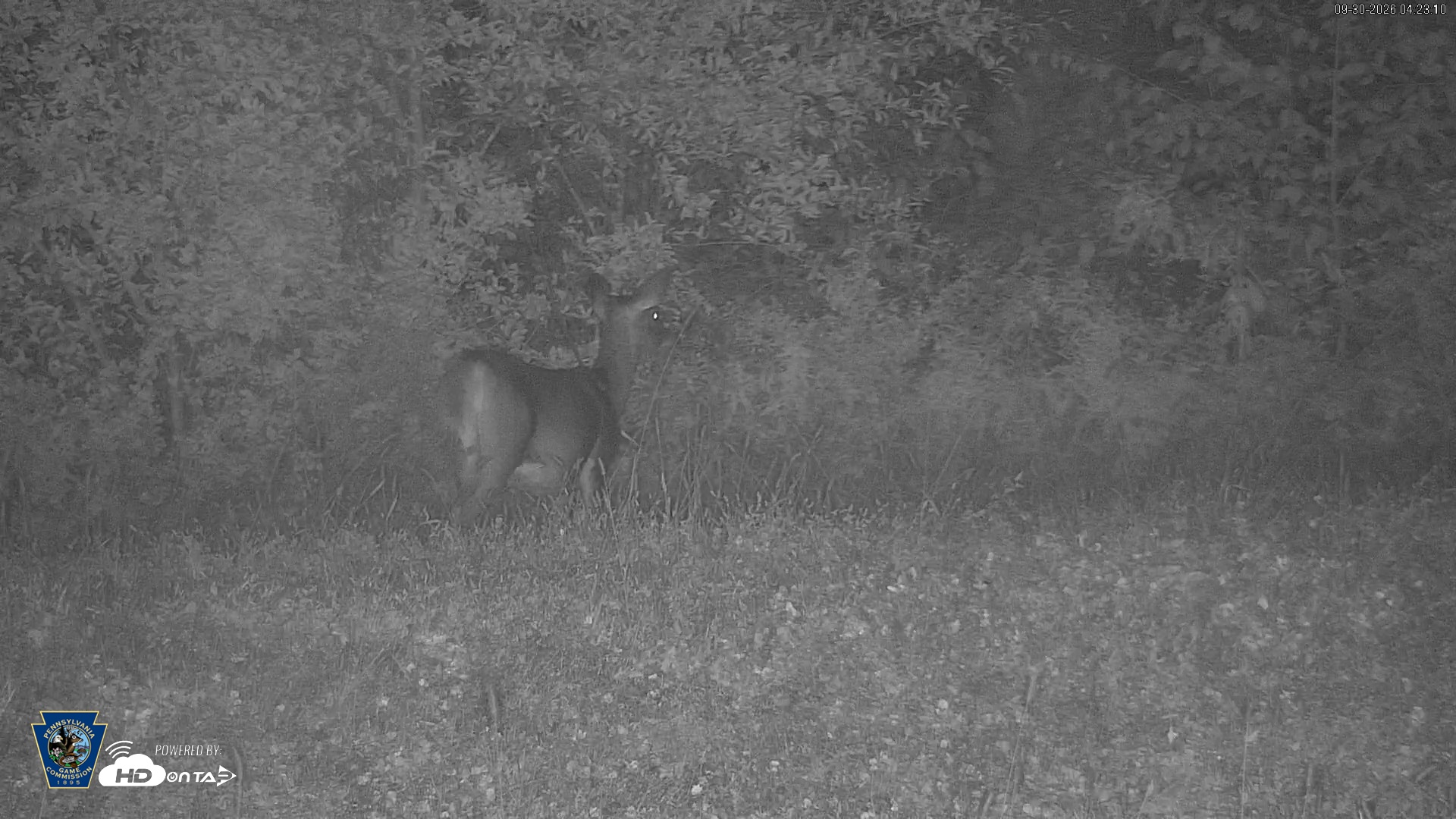 Snapshot of Pennsylvania Elk Live Webcam taken Sep 30, 2026, 4:24am EDT