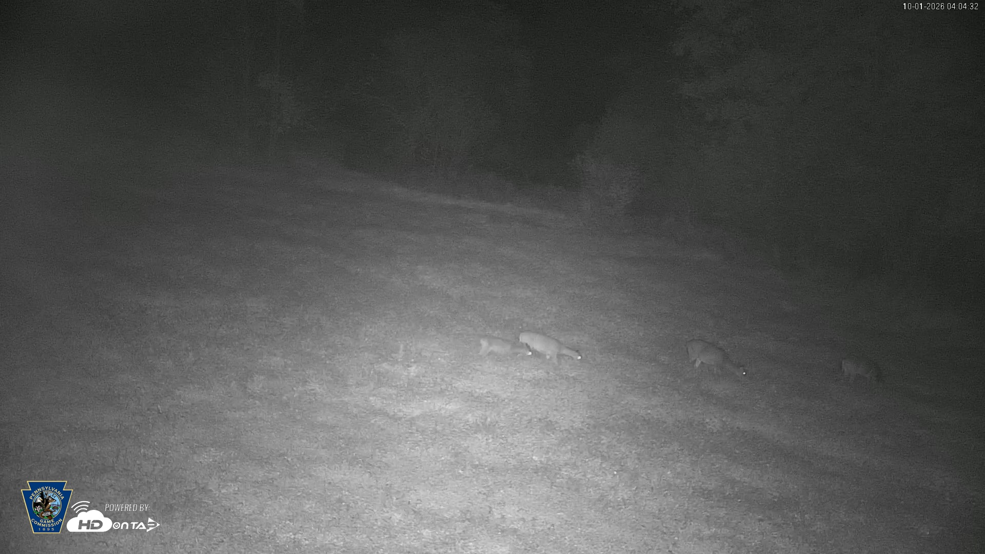 Snapshot of Pennsylvania Elk Live Webcam taken Oct 1, 2026, 4:05am EDT
